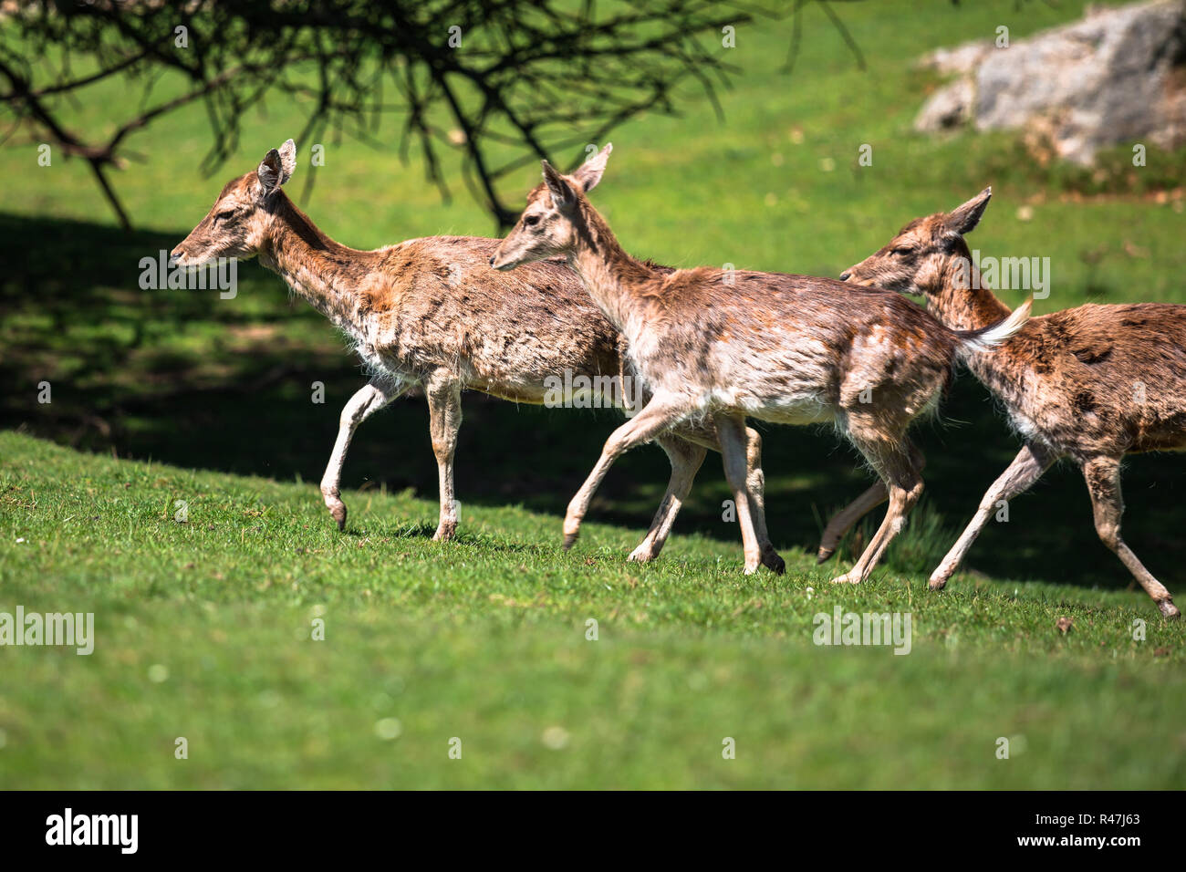 Im Sommer Aussicht auf eine Herde von Damhirsch (Dama Dama) auf die grüne Wiese. Diese Säugetiere der Familie cervidae gehören Stockfoto