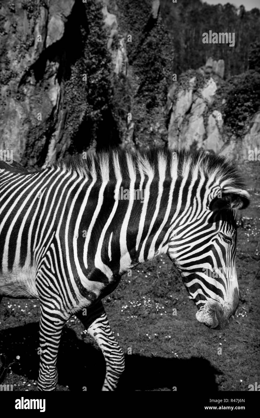 Die Grevy Zebra, Samburu National Park, Kenia Stockfoto