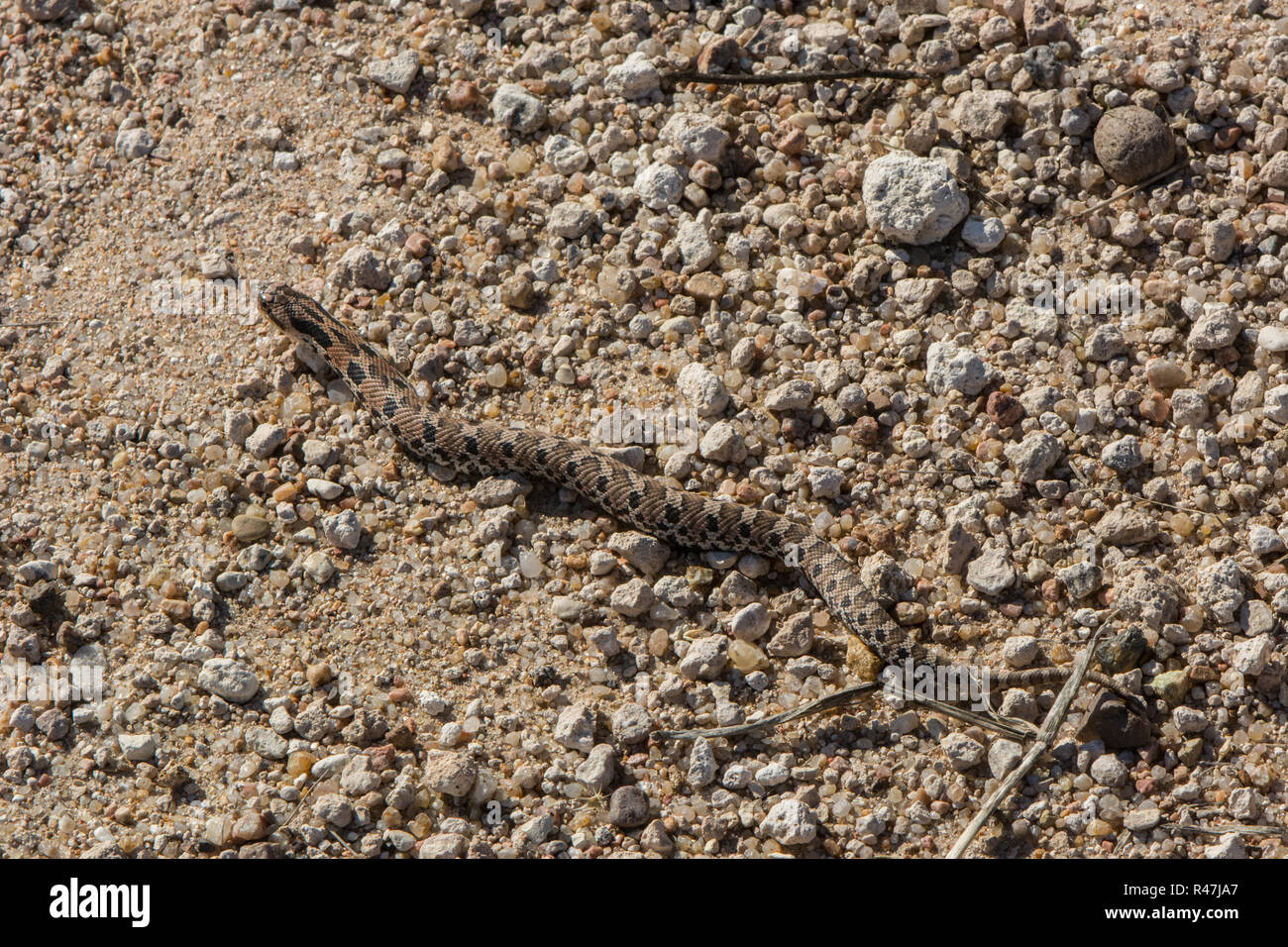 Östlichen Hog-gerochene Schlange (Heterodon platirhinos) von Hamilton County, Kansas, USA. Stockfoto