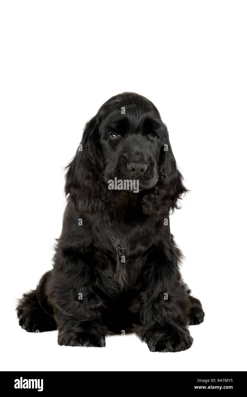 englischer Cocker Spaniel Welpen Stockfoto