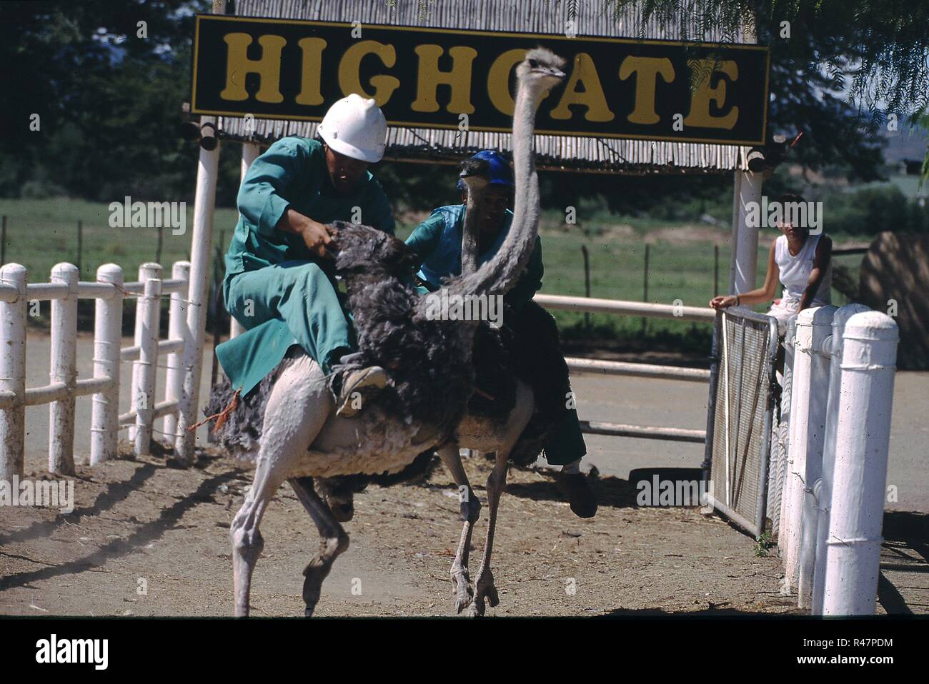 Strauß Racing, highgate Ostrich Farm, outshoorn, Südafrika Stockfoto