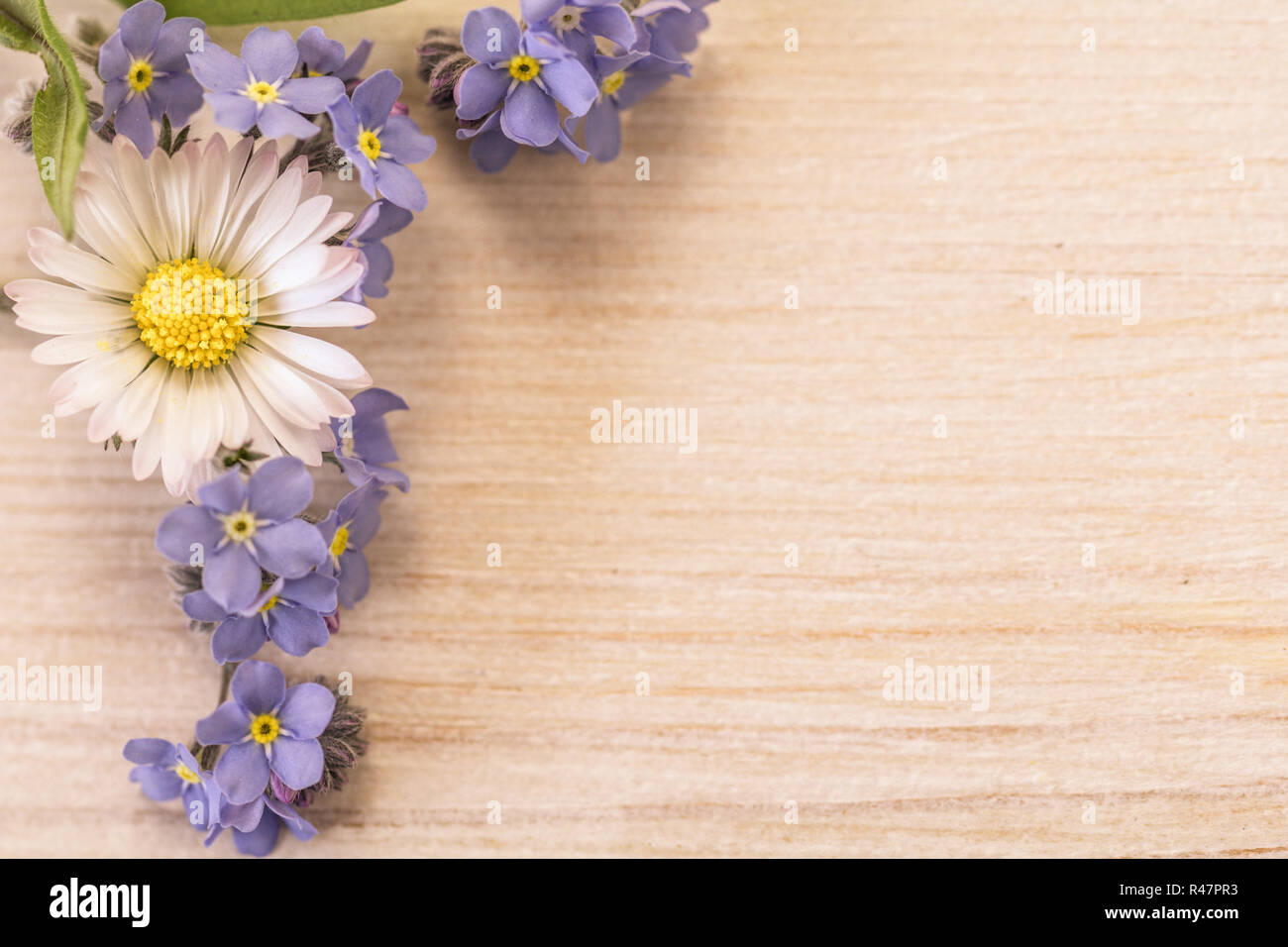 Vergiss mich nicht Hintergrund mit Gänseblümchen und Traubenmost Stockfoto