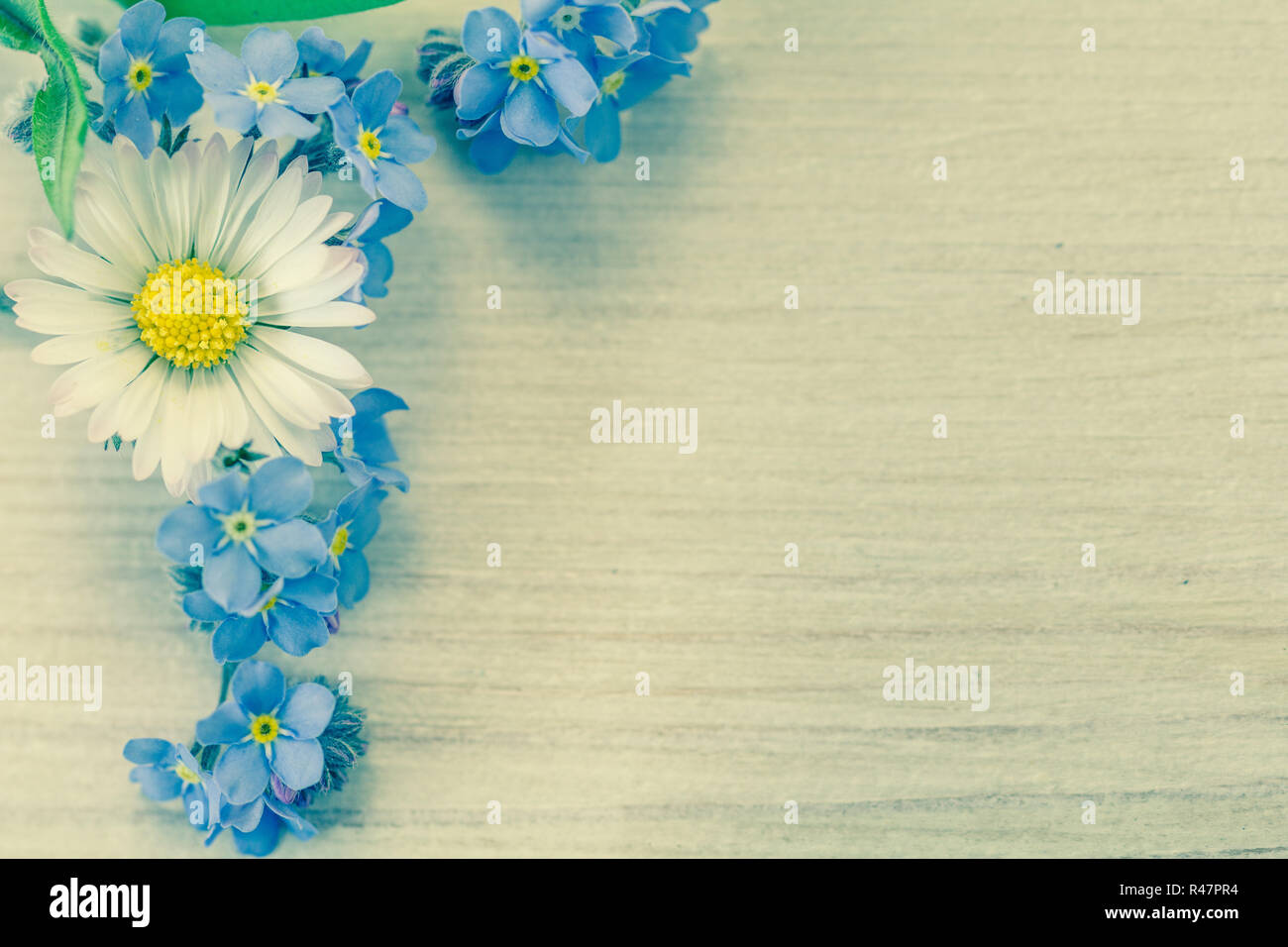 Vergiss mich nicht Hintergrund mit Gänseblümchen und Traubenmost Stockfoto