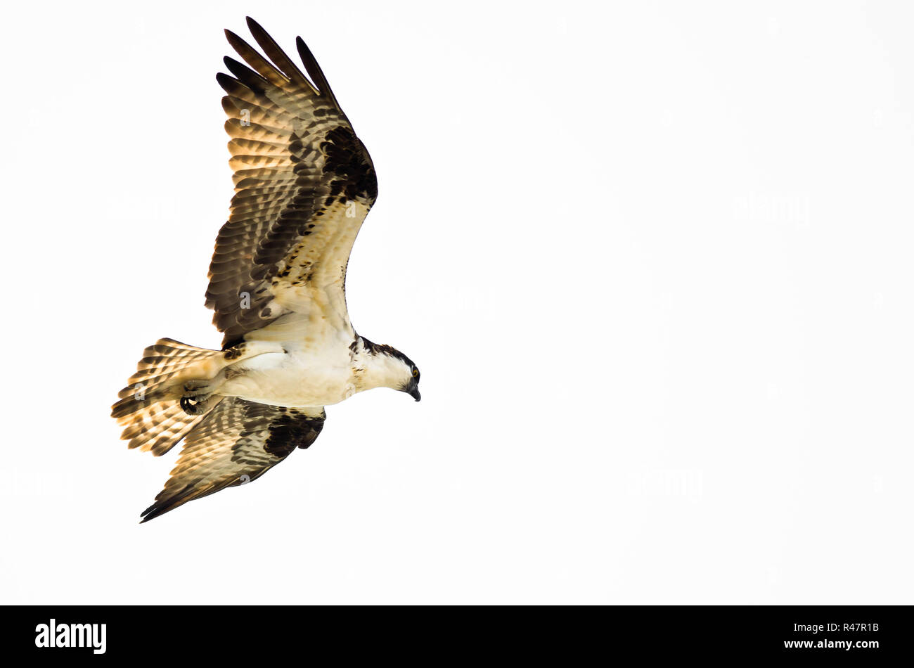 Einsame Osprey Jagd auf dem Flügel auf weißem Hintergrund Stockfoto