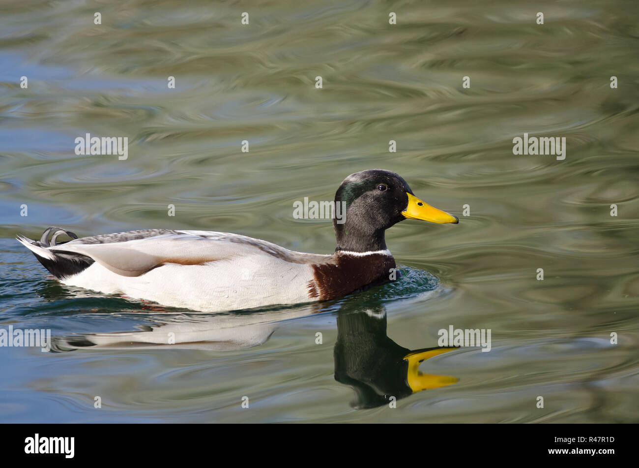 Männliche Stockente Schwimmen über das grüne Wasser Stockfoto