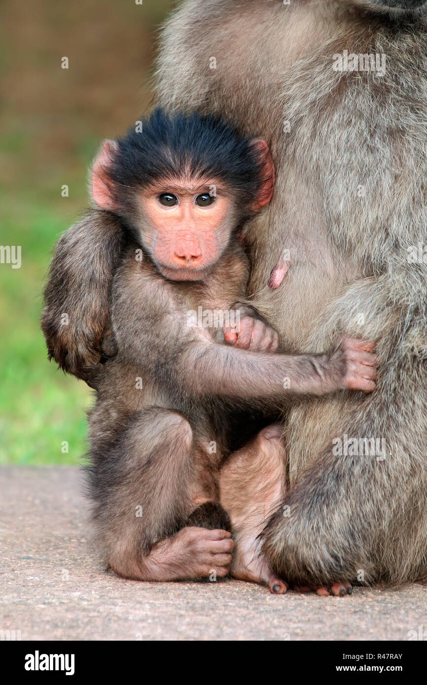 Baby chacma baboon Stockfoto