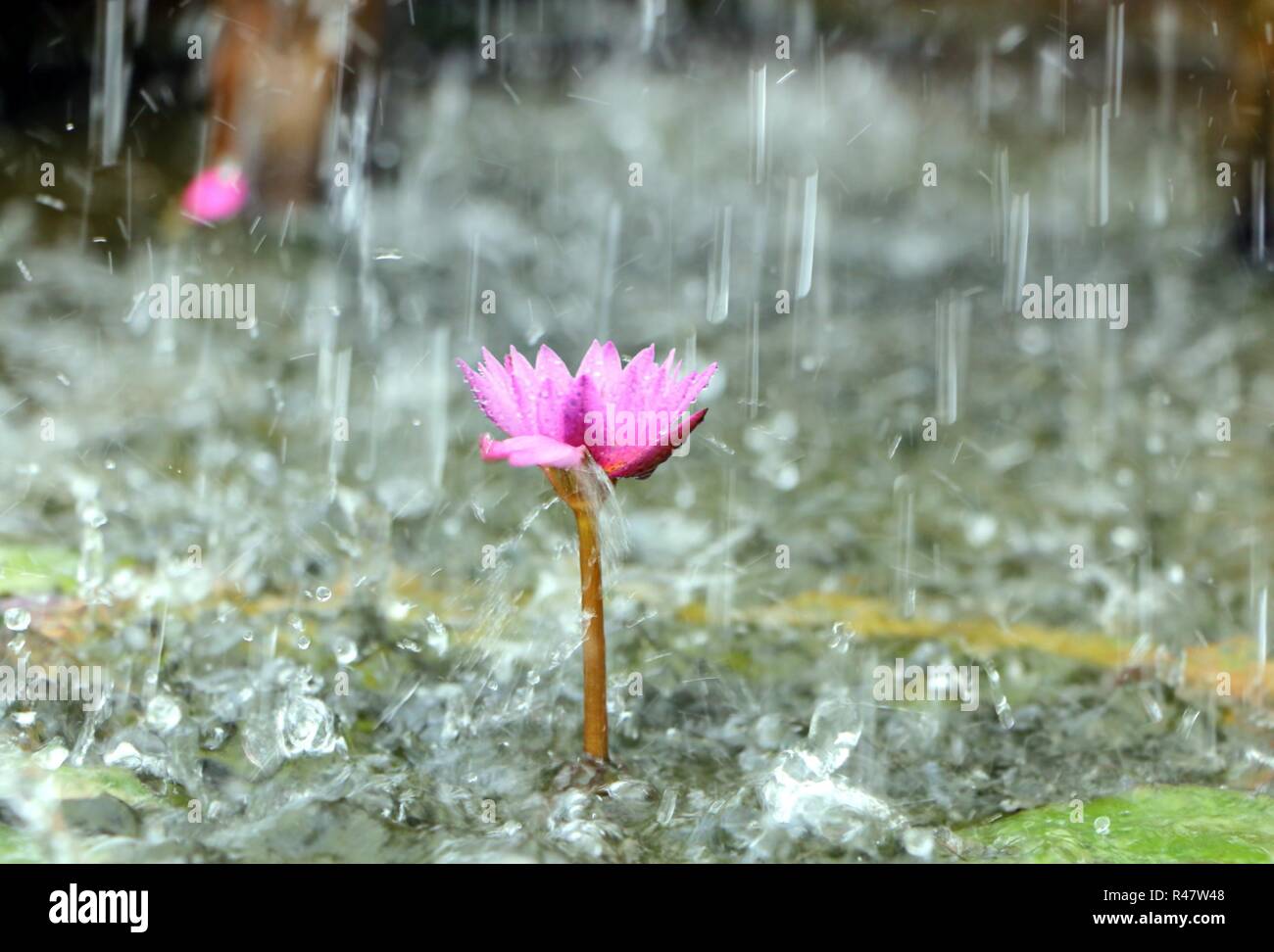 Seerose im Teich mit Regentropfen Stockfoto