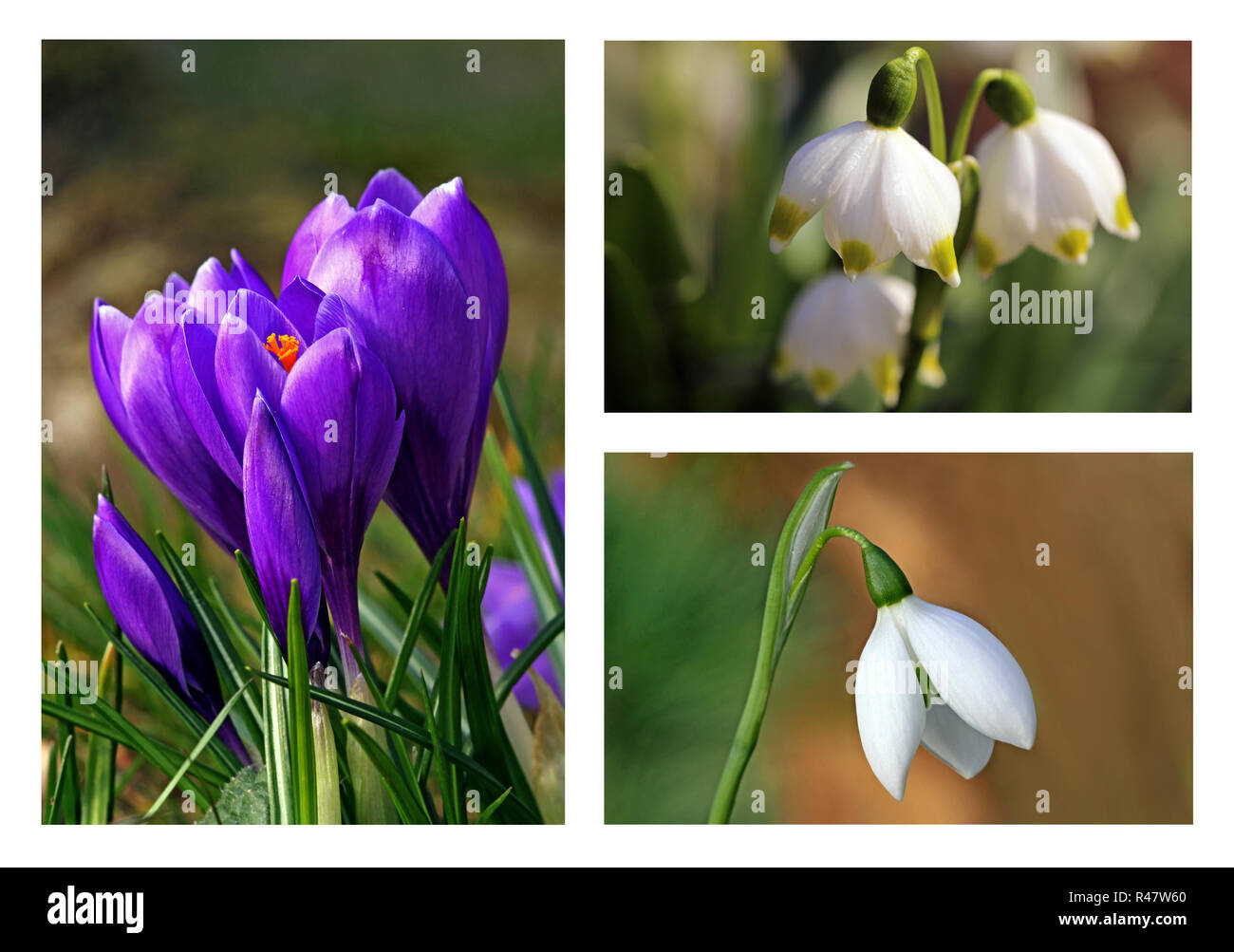 Frühe bloomers - krokusse Märzenbecher Schneeglöckchen Stockfoto