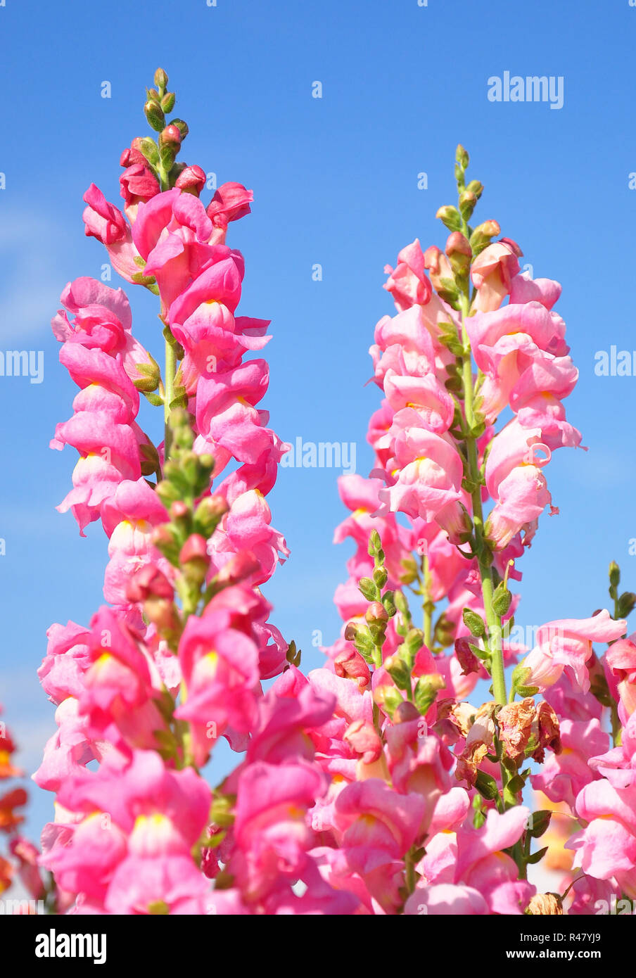 Große snapdragon (antirrhinum majus) Stockfoto