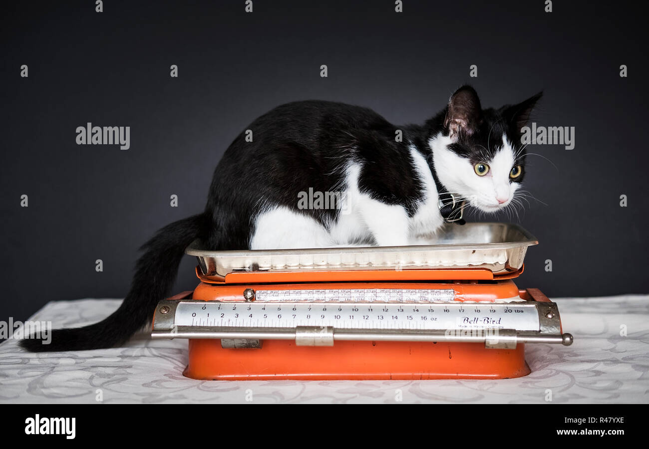 Schwarz-weißes Kätzchen auf einer altmodischen orangefarbenen Küchenwaage Stockfoto