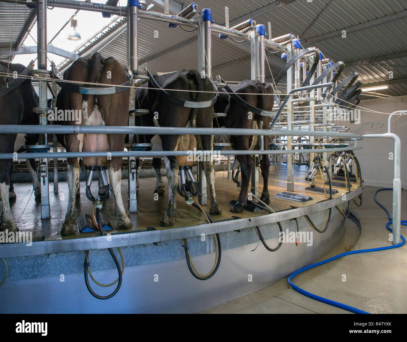 Sheffield, Neuseeland - 03. August 2018: Milchkühe in der modernen Rotary Molkerei beim Melken von Zeit vergossen werden gemolken werden Stockfoto