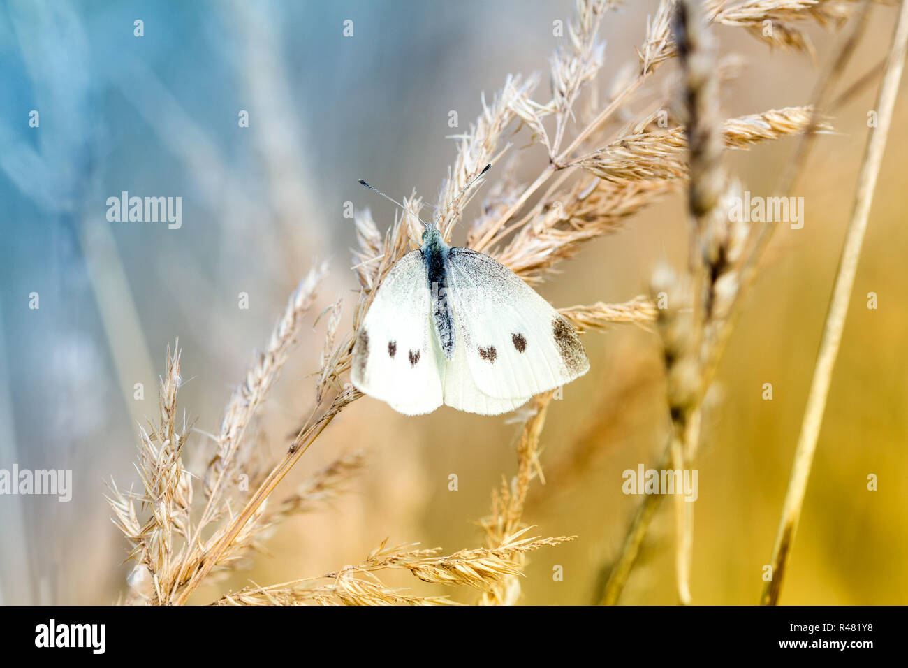 Weiß Schmetterling auf einem trockenen Pflanze Stockfoto