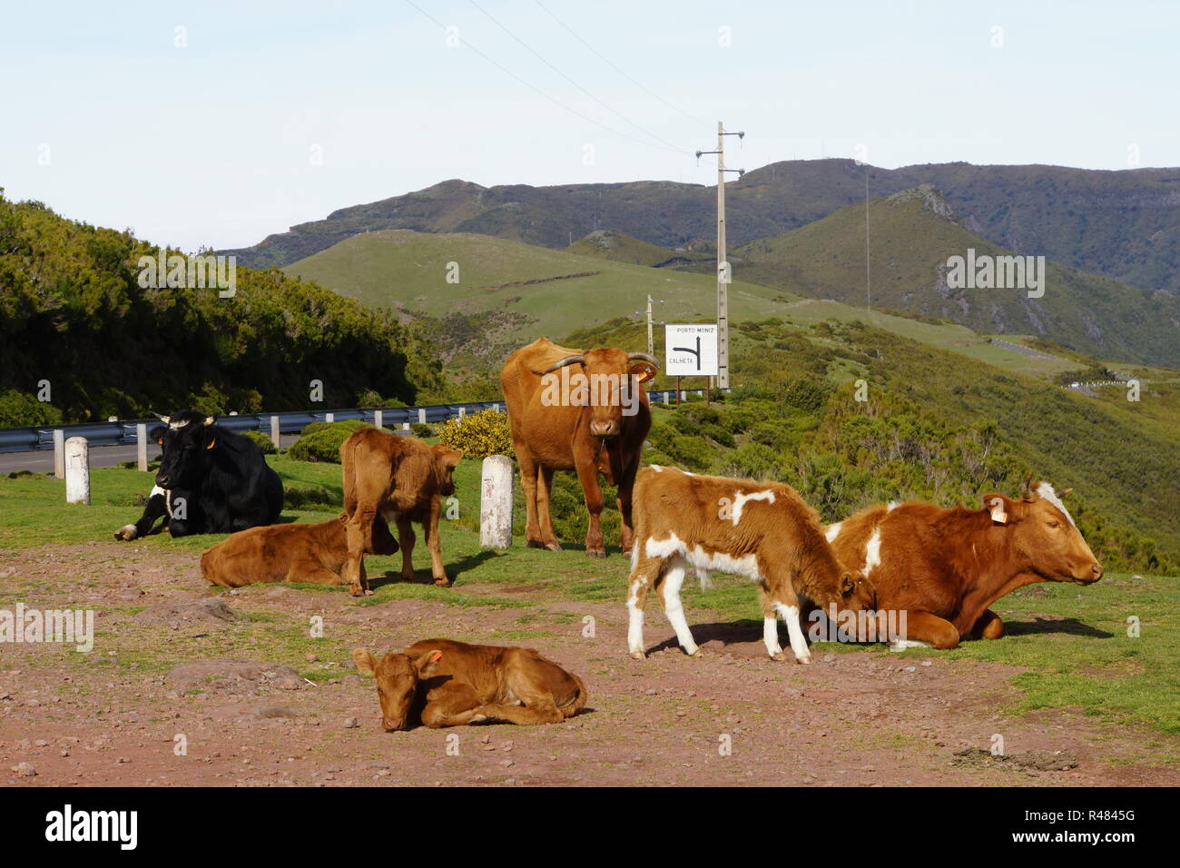 Rinder auf der Hochebene Paul da Serra Stockfoto