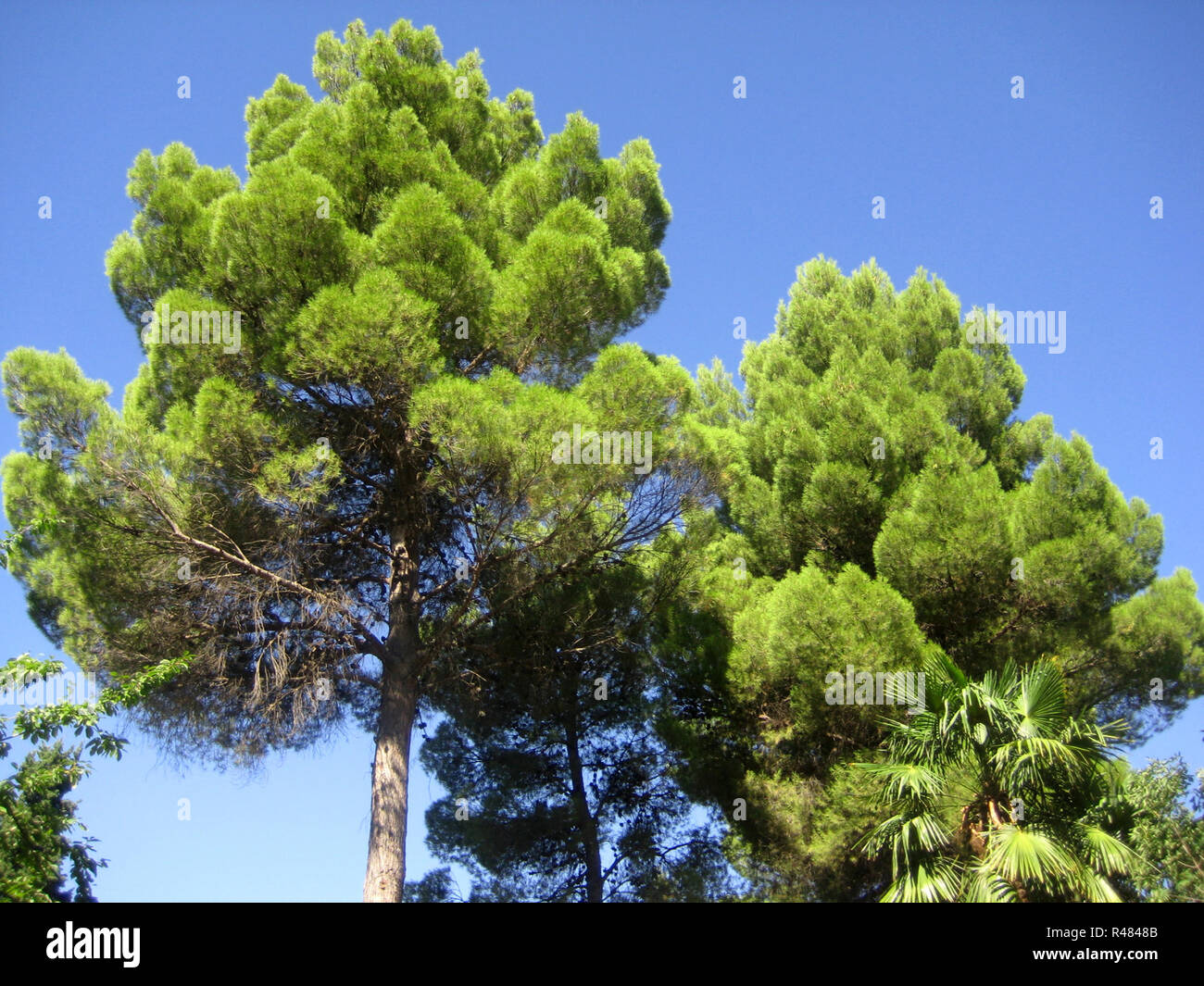 Grüner Baum Stockfoto