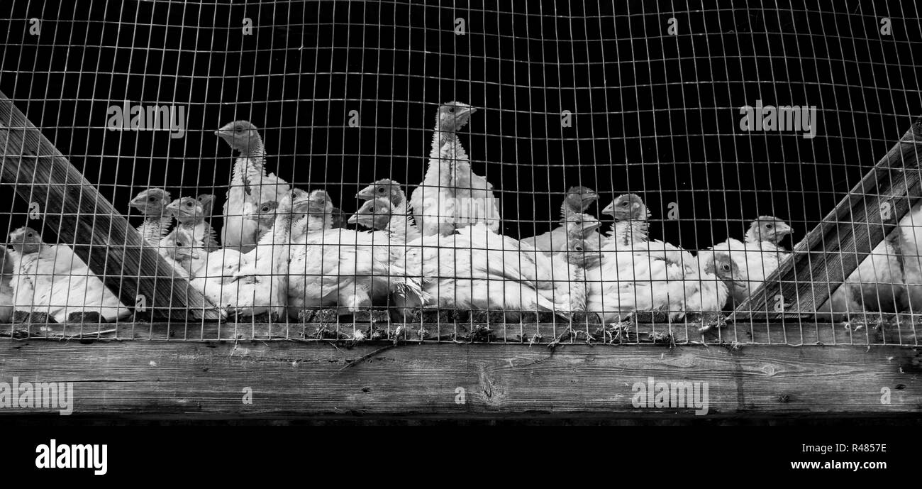 Truthähne in einem Käfig auf einem Bauernhof. Stockfoto