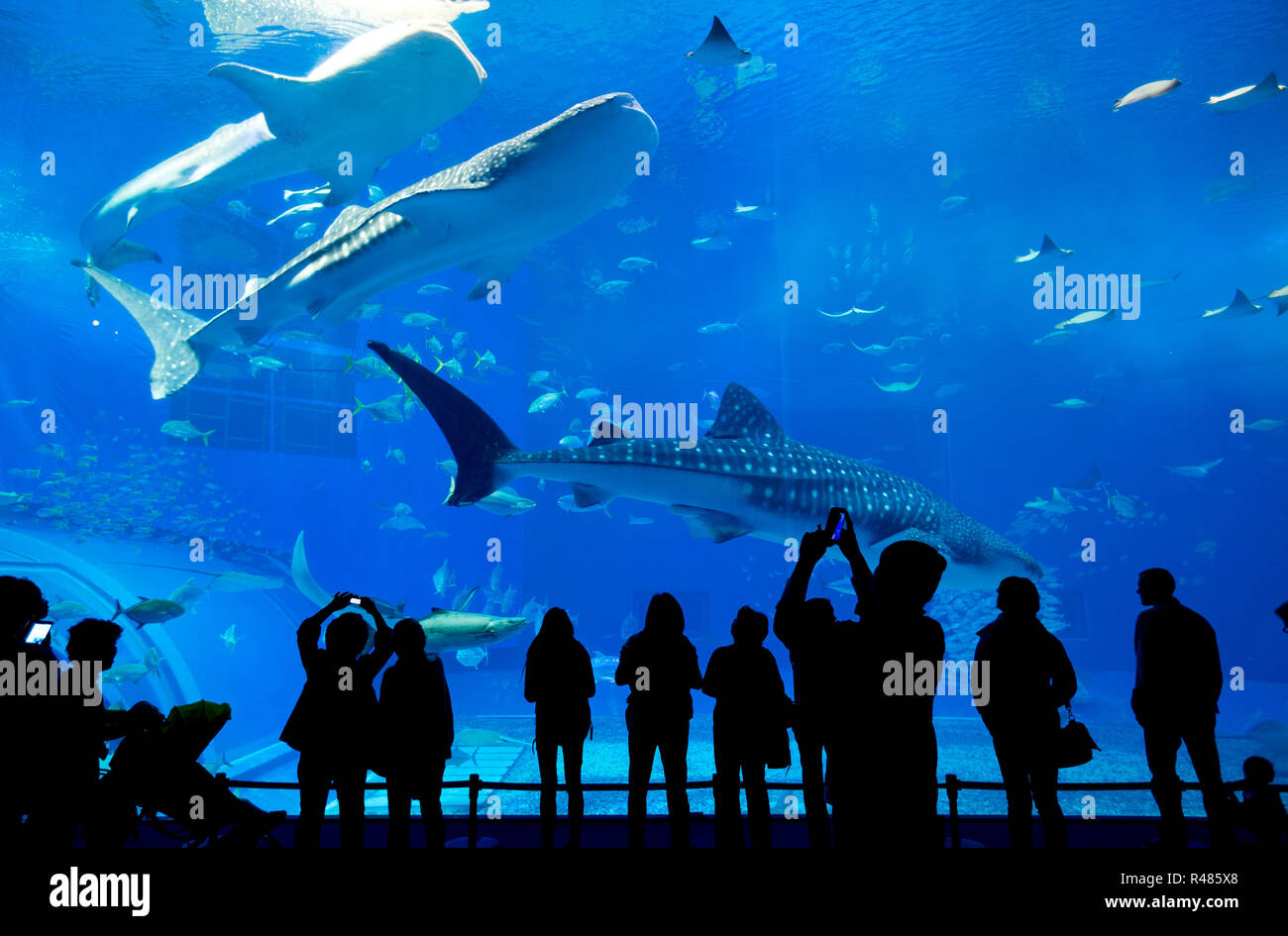 Ozeanarium in Okinawa City Stockfoto