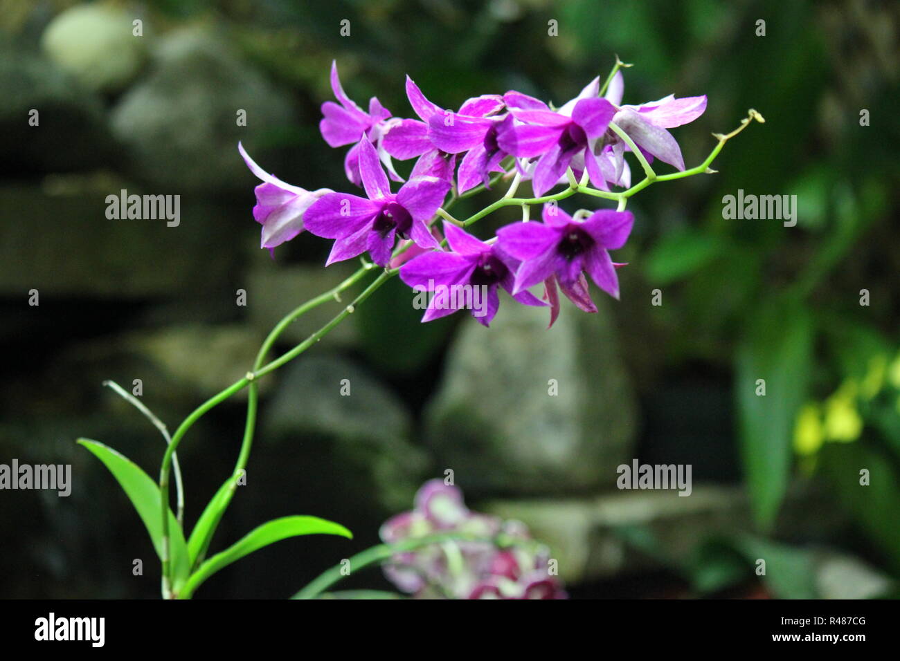 Get Freundschaft ist wie eine blume Free