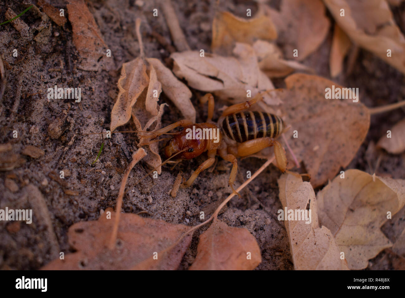 Eine seltene Art von Insekten als Jerusalem Kricket, im Westen der Vereinigten Staaten gefunden und native zu den Rockies gefunden im Dinosaur National Monument bekannt Stockfoto