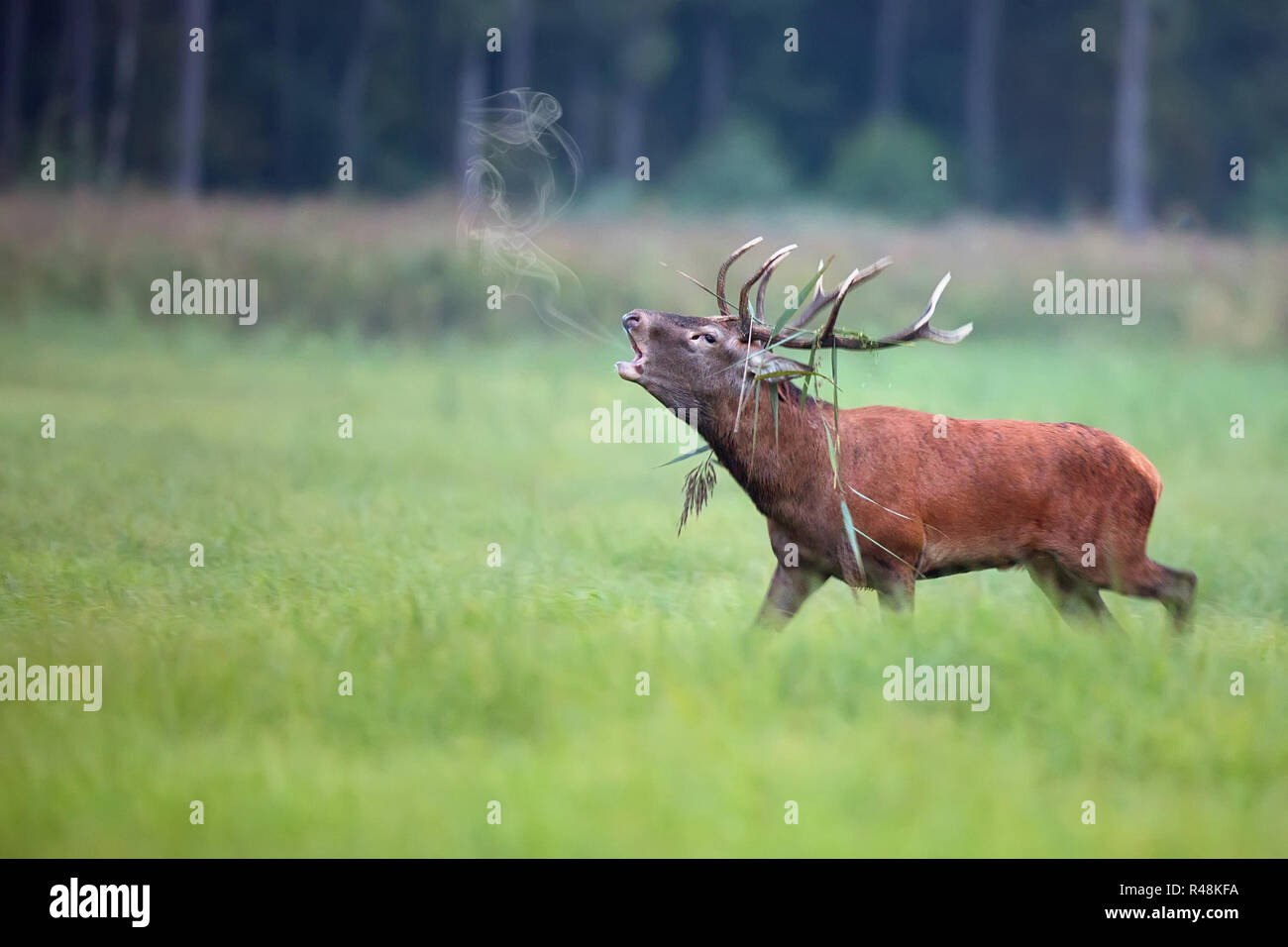 Red deer Gebrüll auf der Flucht Stockfoto
