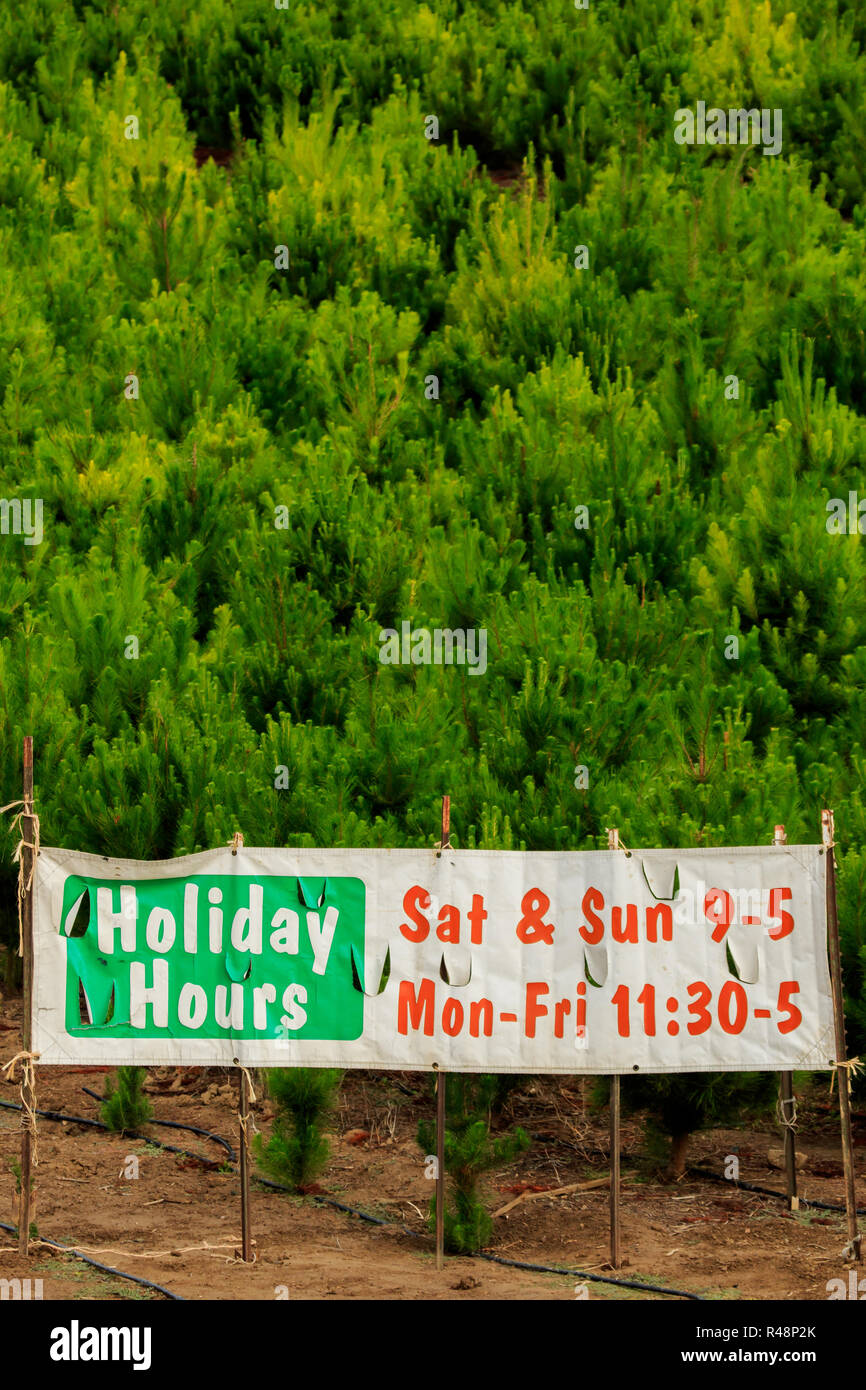 Christmas Tree Farm Zeichen in Südkalifornien, USA Stockfoto