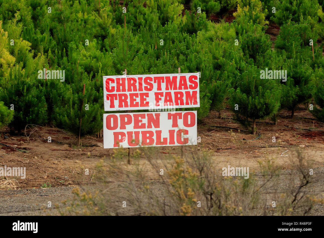 Christmas Tree Farm Zeichen in Südkalifornien, USA Stockfoto