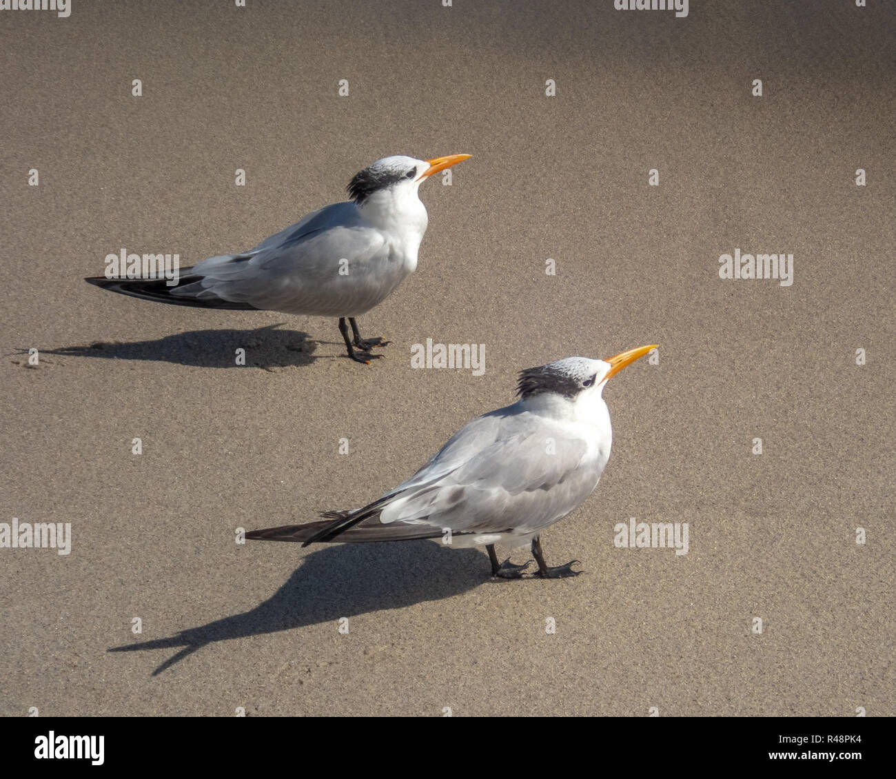 Miami Beach, USA, 23. November 2018. Royal Terns (thalasseus Maximus) in Miami Beach, Florida. Foto von Enrique Ufer Stockfoto