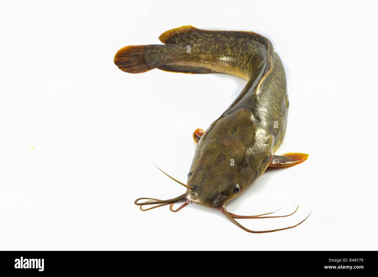 Wels isoliert/Frische rohe Wels isolieren auf weißem Hintergrund - Fisch von Süßwasser close up Führung Wels Stockfoto