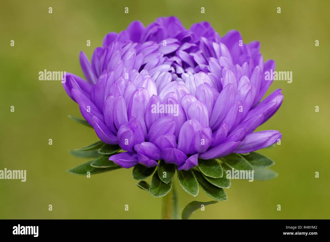 Dahlien im Garten Stockfoto