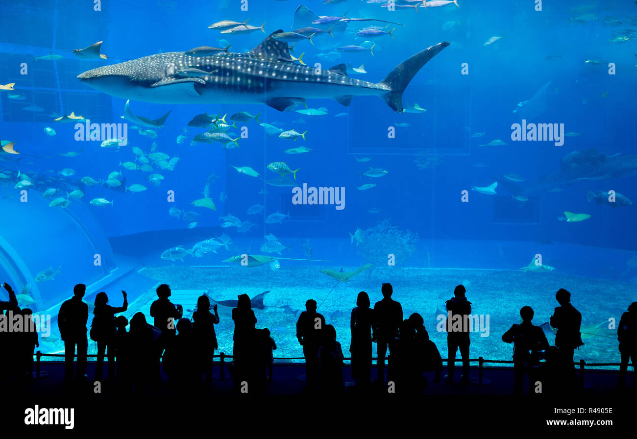 Okinawa Churaumi Aquarium Stockfoto