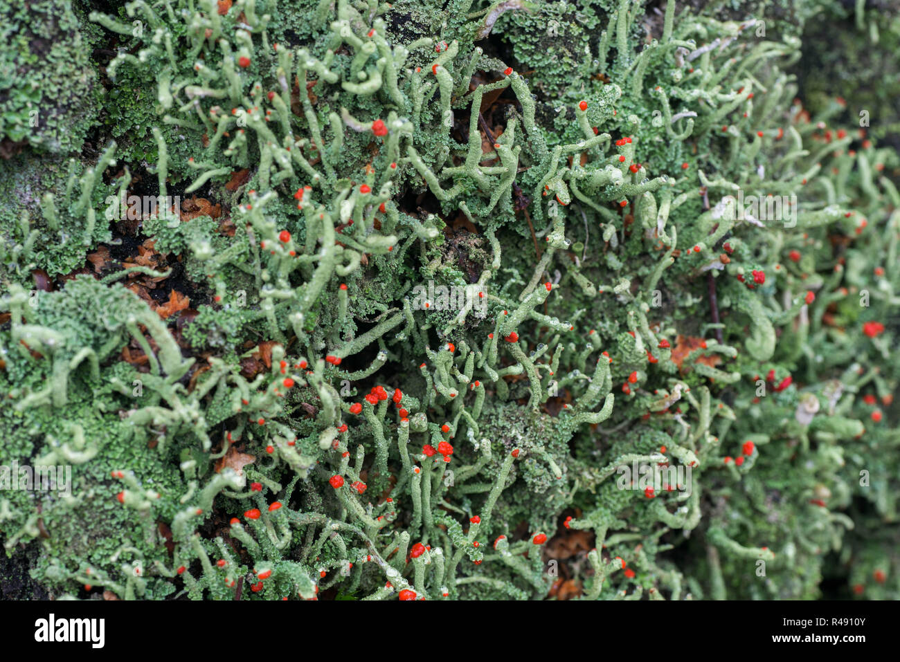 Flechten cladonia Rot apothecia Makro auf Baum Stockfoto