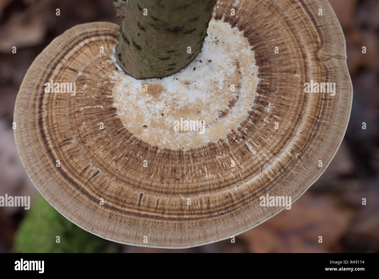 Braun polypore Pilz am Baum Makro selektiven Fokus Stockfoto