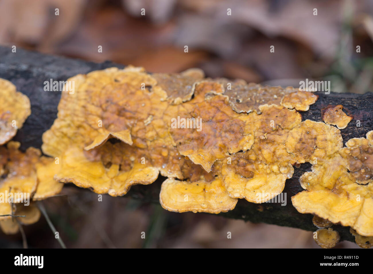 Orange polypore Pilz am Baum Makro selektiven Fokus Stockfoto