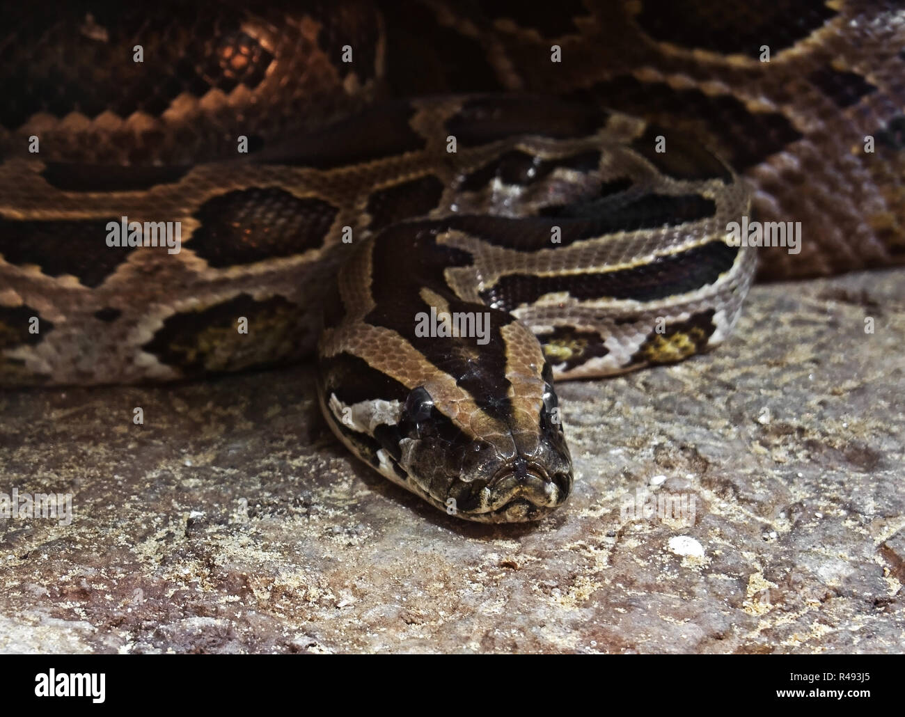 Closeup Green Tigerpython oder Python Molurus Bivittatus zusammengerollt auf dem Boden Stockfoto