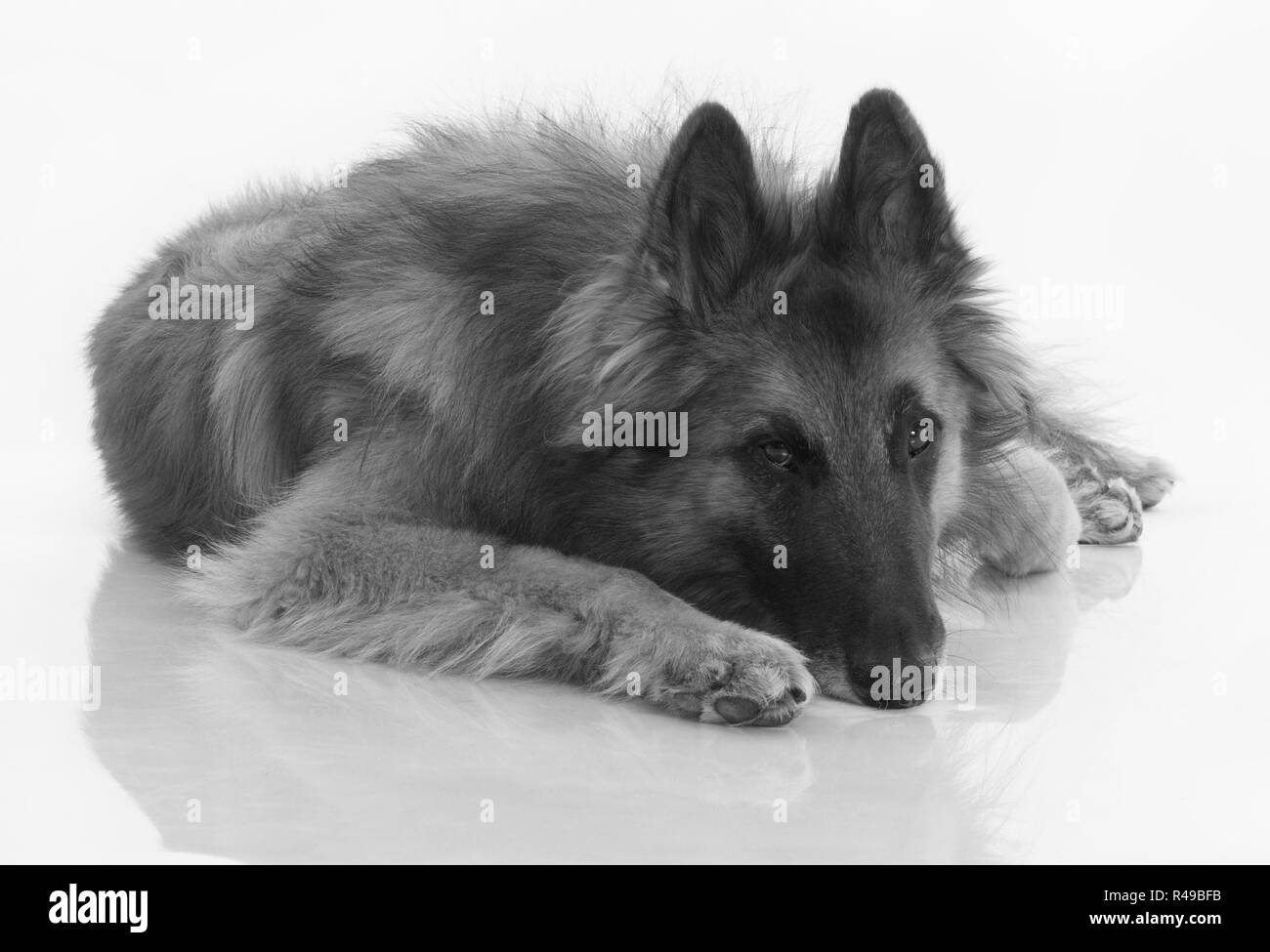 Hund, isoliert belgische Schäferhund Tervuren, schwarz und weiß, glänzend weißen Stock Stockfoto