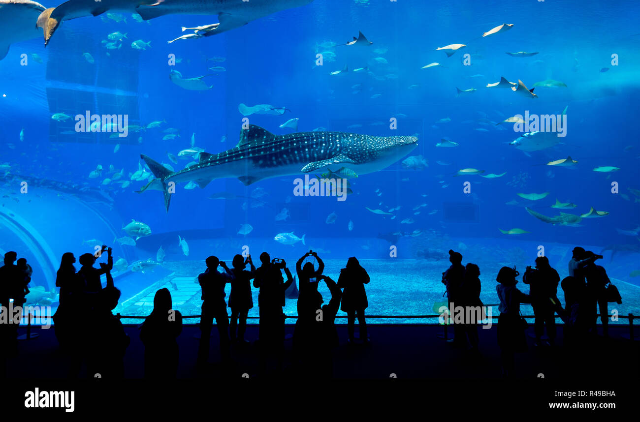 Walhai in Okinawa Churaumi Aquarium Stockfoto