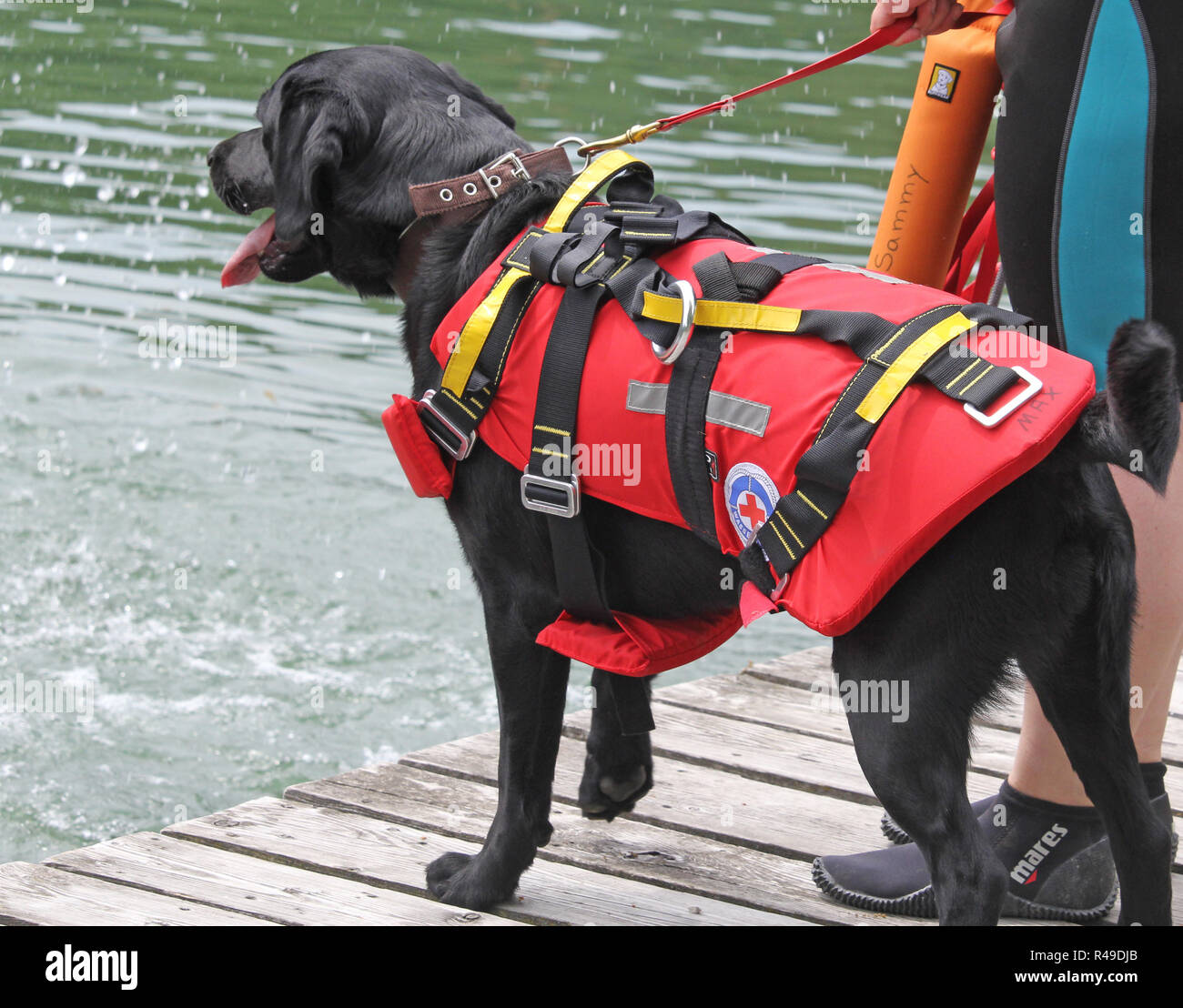 Wasser Rescue Dog Stockfoto