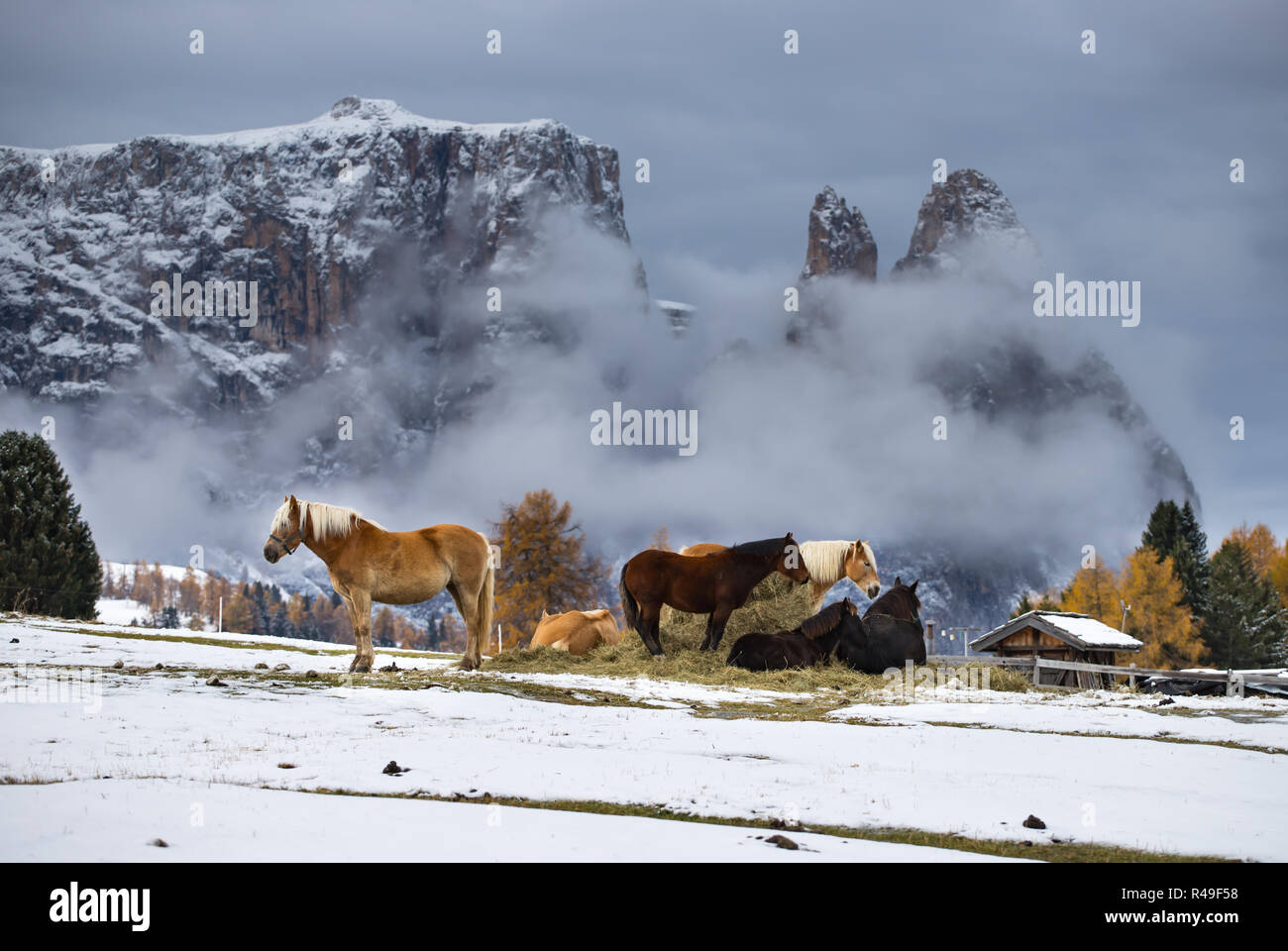 Pferde auf der Wiese und Schlern (schlern) Gipfeln im Hintergrund. Dolomiten, Seiser Alm (Seiser Alm), Südtirol, Italien. Stockfoto