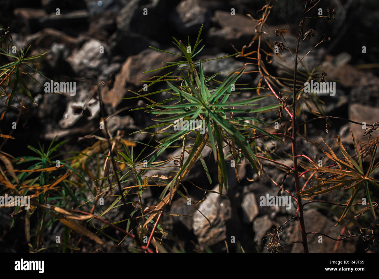 Wilde Pflanzen. Pflanzen Hintergrund. Pflanzen und Steine. Stockfoto