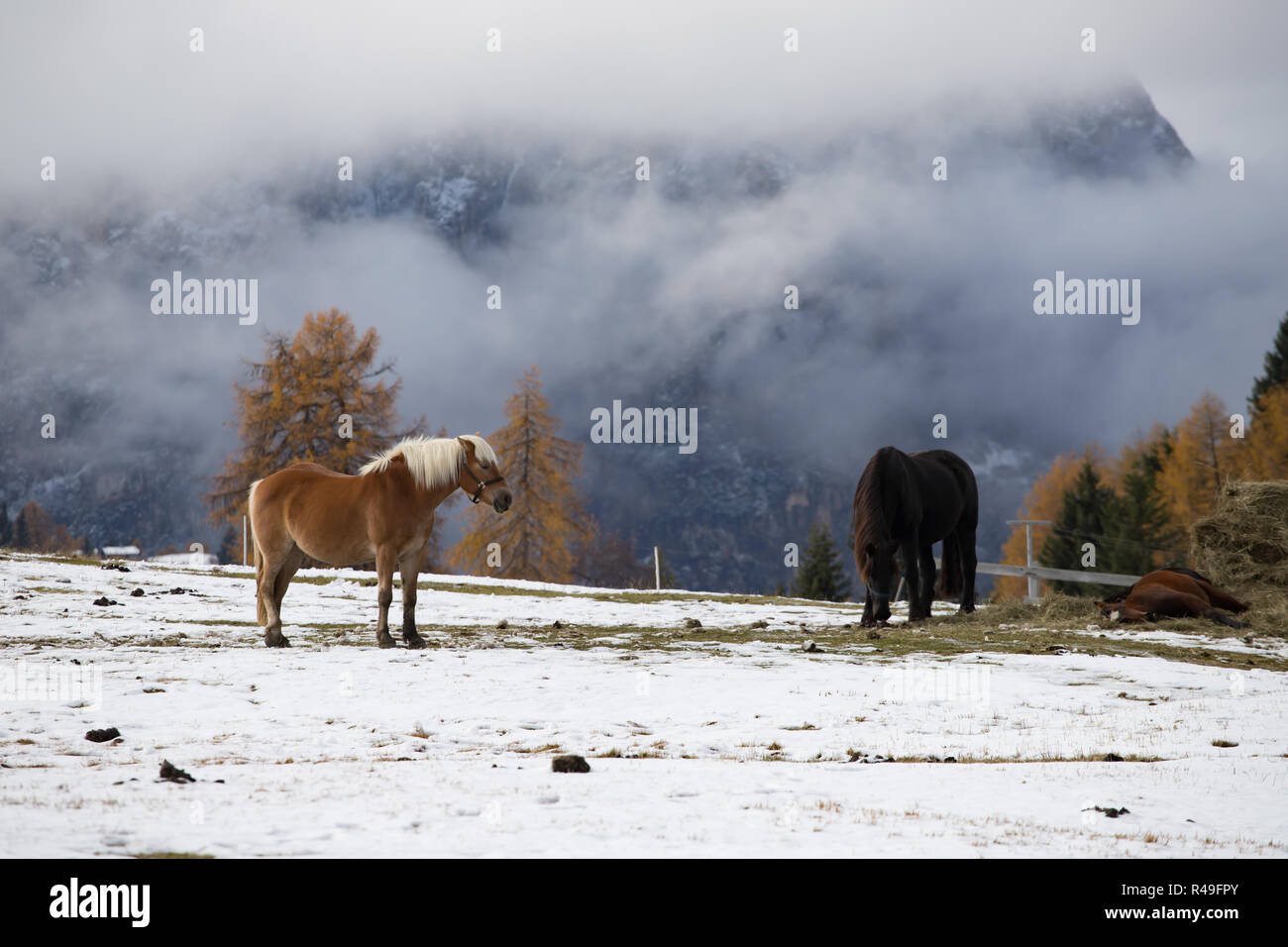 Pferde auf der Wiese und Schlern (schlern) Gipfeln im Hintergrund. Dolomiten, Seiser Alm (Seiser Alm), Südtirol, Italien. Stockfoto