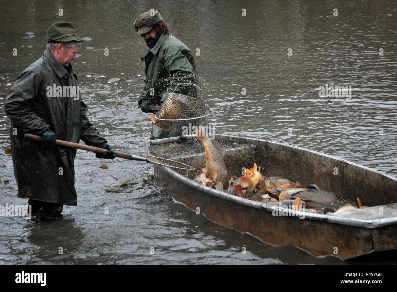 Suhrovice, Tschechische Republik. 26 Nov, 2018. Tschechische Fischer ziehen ein Netz während des traditionellen Karpfen haul am See Suhrovice in der Tschechischen Paradies, Tschechische Republik. Das Dorf Suhrovice liegt 70 Kilometer nördlich von Prag. Der Karpfen haul einmal jährlich im Herbst Zeitraum stattfindet. In der Tschechischen Paradies ist die traditionelle Methode der Jagd. Karpfen sind lebendig, bis Sie 3-4 Tage vor Weihnachten am 24. Dezember verkauft werden können. Carp ist die traditionelle und zarten Weihnachtsessen. Credit: Slavek Ruta/ZUMA Draht/Alamy leben Nachrichten Stockfoto