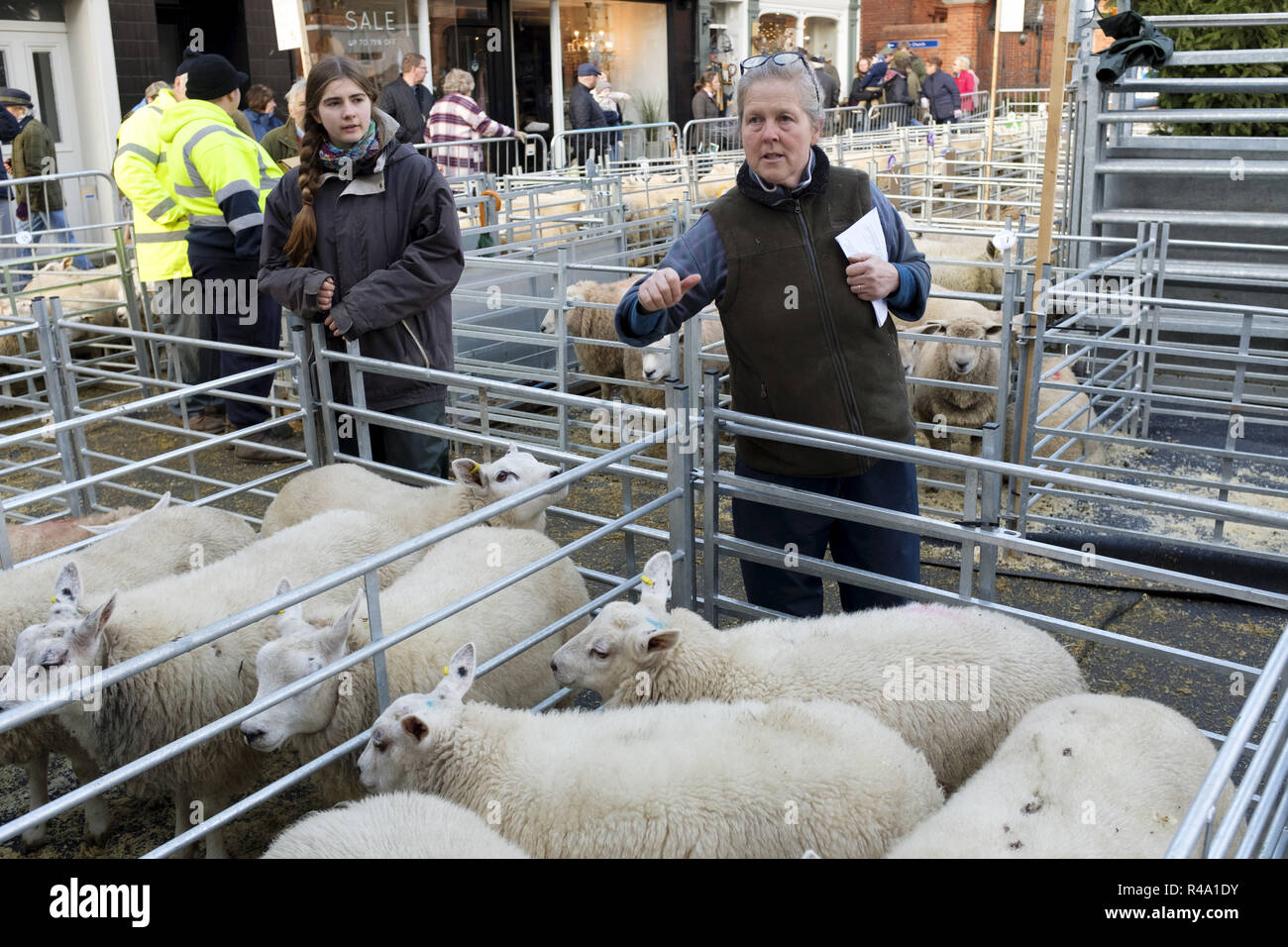 Winslow, Großbritannien - 26 November, 2018. Schafe sind zur Präsentation auf der Winslow Primestock Show statt. Die Show ist eine jährliche Veranstaltung in der historischen Marktstadt in Buckinghamshire statt. Credit: Paul Maguire/Alamy leben Nachrichten Stockfoto