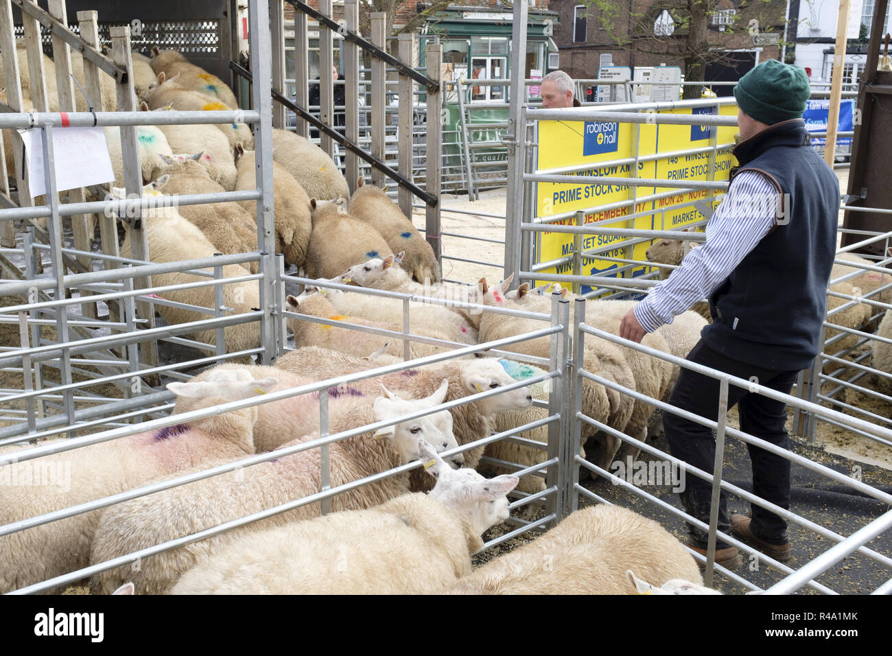 Winslow, Großbritannien - 26 November, 2018. Schafe sind in einen Lkw nach in der Winslow Primestock zeigen verkauft wird geladen. Die Show ist eine jährliche Veranstaltung in der historischen Marktstadt in Buckinghamshire statt. Credit: Paul Maguire/Alamy leben Nachrichten Stockfoto