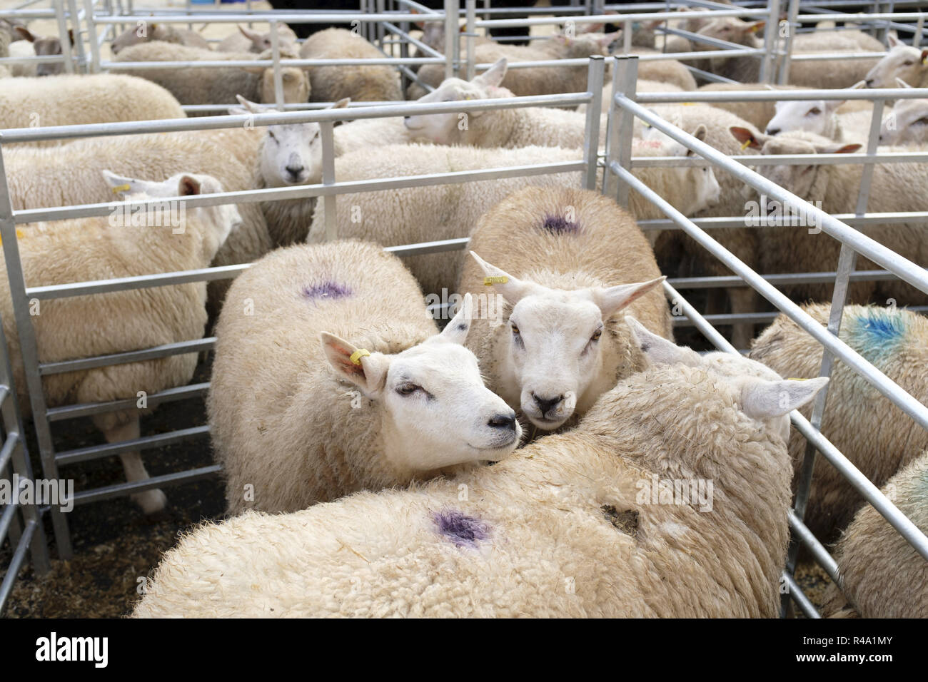 Winslow, Großbritannien - 26 November, 2018. Schafe sind in kugelschreibern an der Winslow Primestock Show statt. Die Show ist eine jährliche Veranstaltung in der historischen Marktstadt in Buckinghamshire statt. Credit: Paul Maguire/Alamy leben Nachrichten Stockfoto