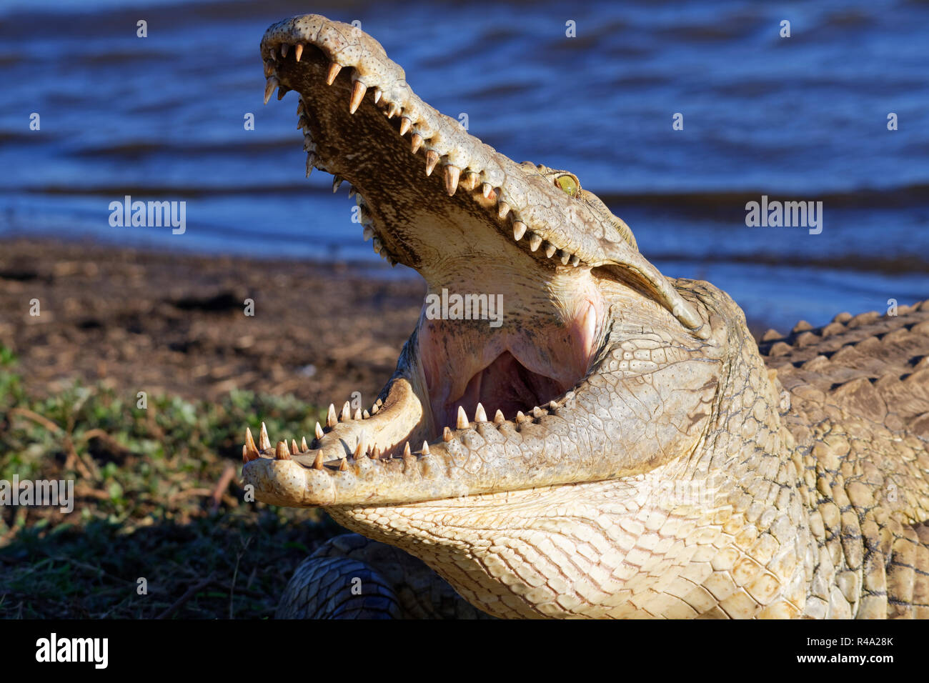 Nilkrokodil (Crocodylus niloticus), Mund weit geöffnet für die thermoregulation, auf der Bank, Sonnenuntergang Dam, Krüger Nationalpark, Südafrika, Afrika Stockfoto