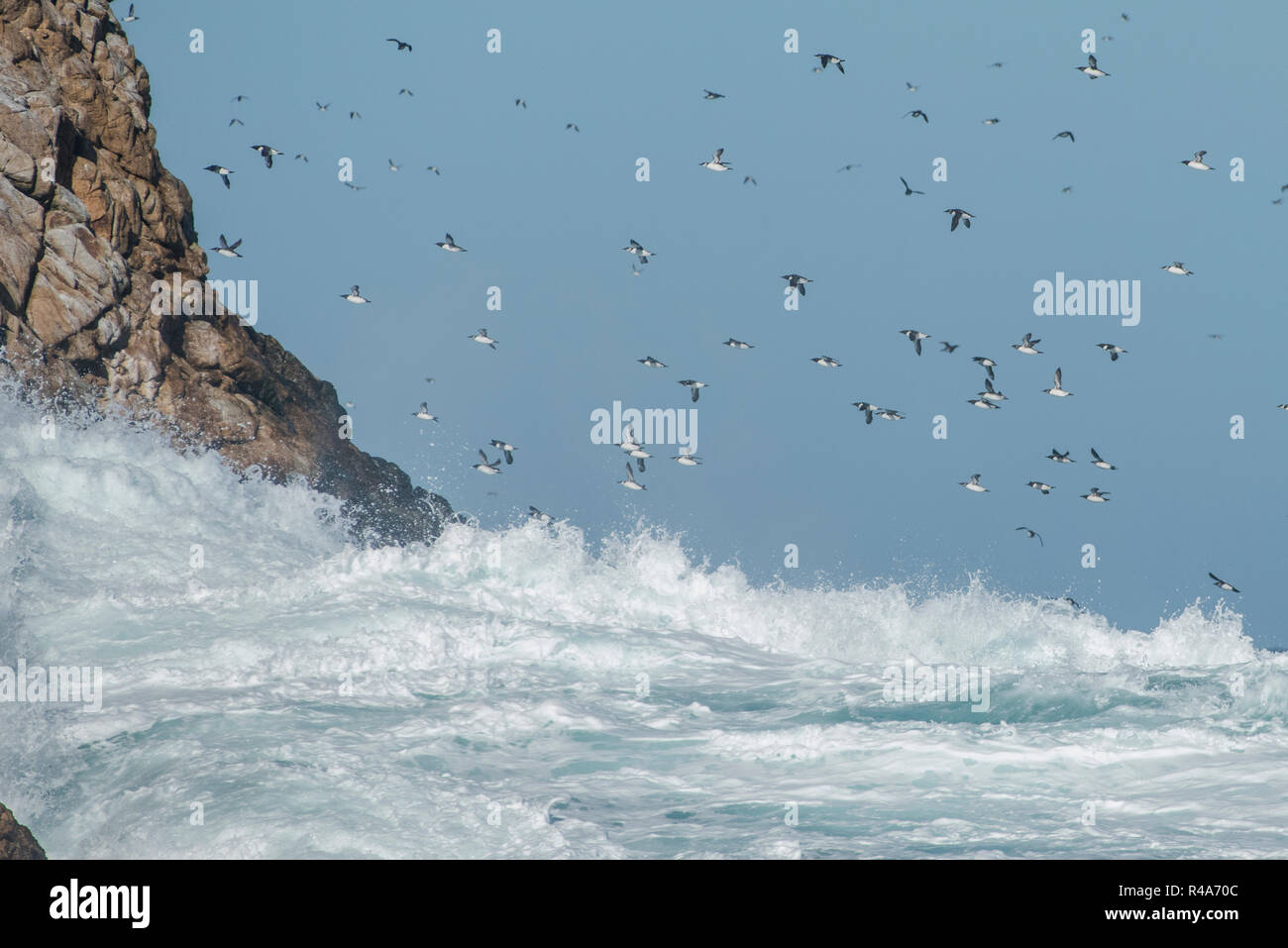 Gemeinsame murres Fliegen über das rauhe Meer Wasser an der Farallon Islands vor der Küste von Kalifornien. Stockfoto