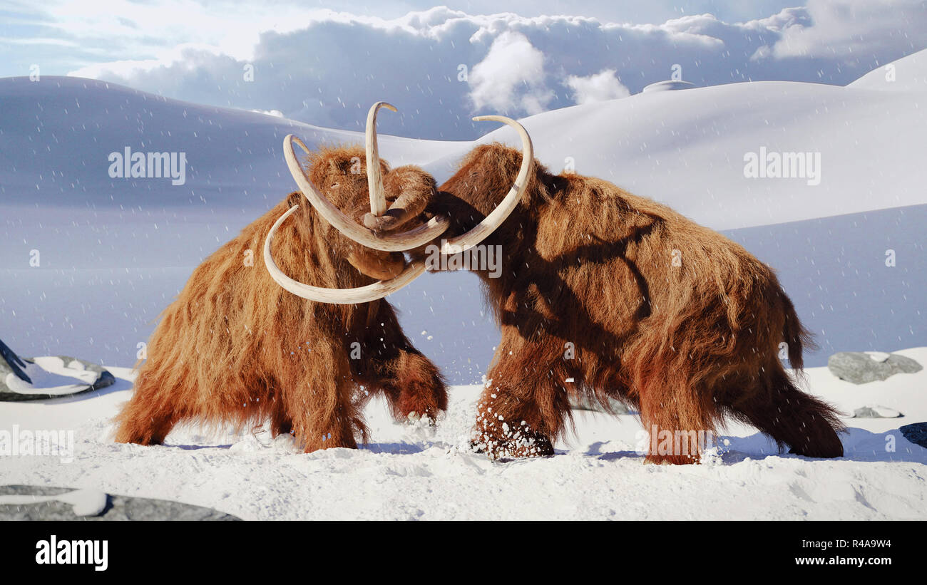 Woolly mammoth Bullen kämpfen, prähistorische Eiszeit Säugetiere im Schnee gefrorene Landschaft Stockfoto