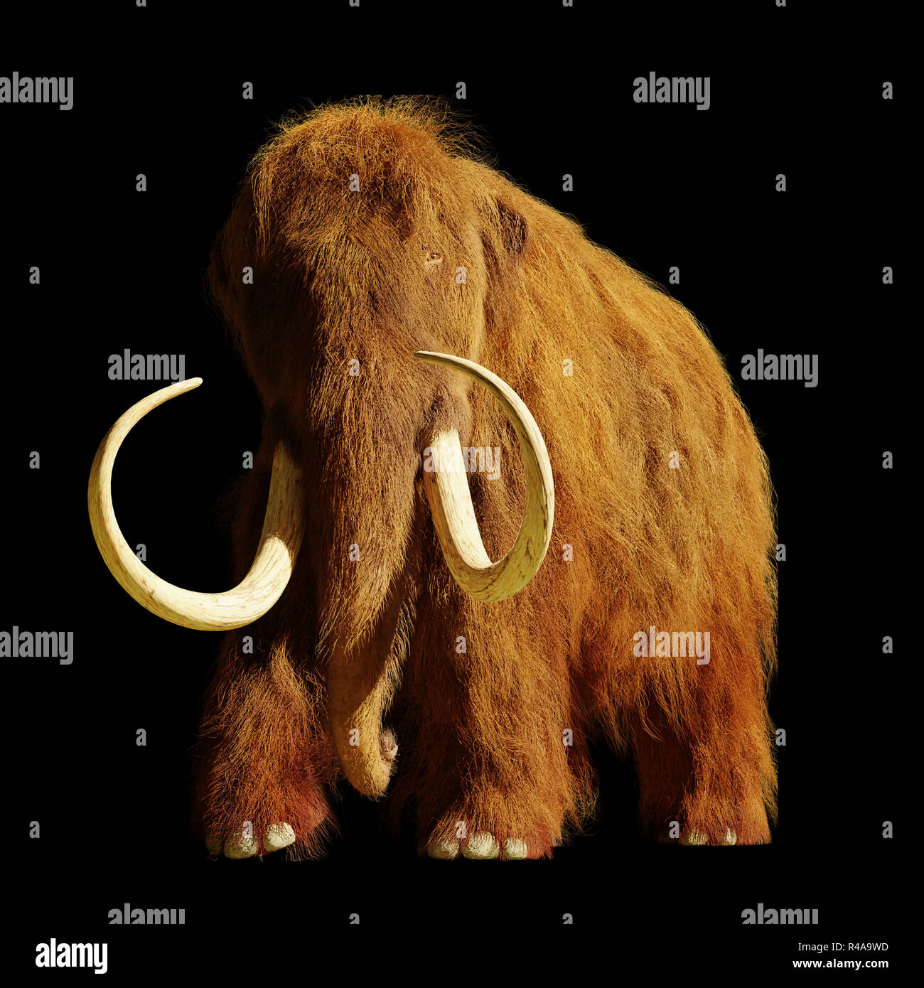 Mammuts, ausgestorbene prähistorische Elefant Arten auf schwarzem Hintergrund Stockfoto