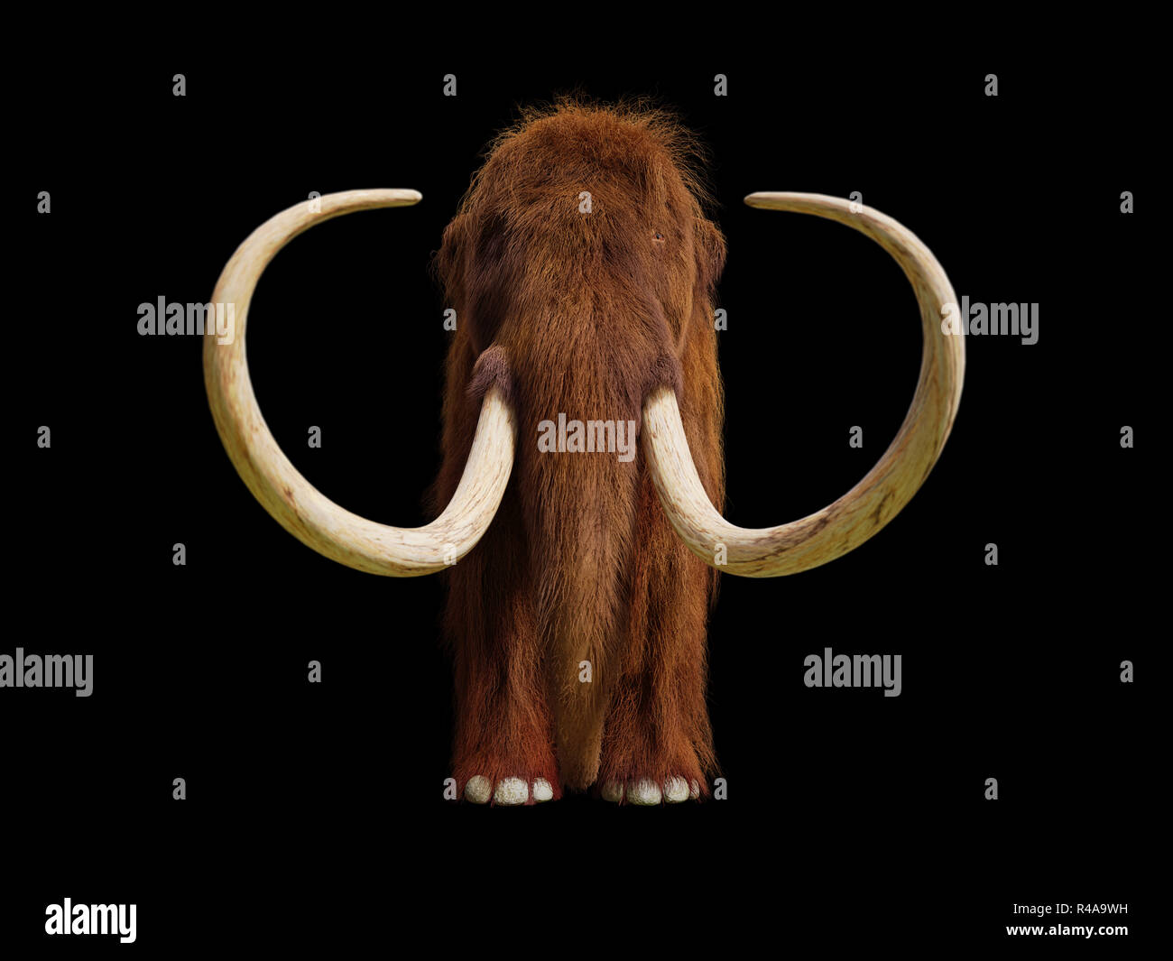 Mammuts, Prähistorische Säugetiere Frontansicht mit Schatten auf schwarzem Hintergrund Stockfoto