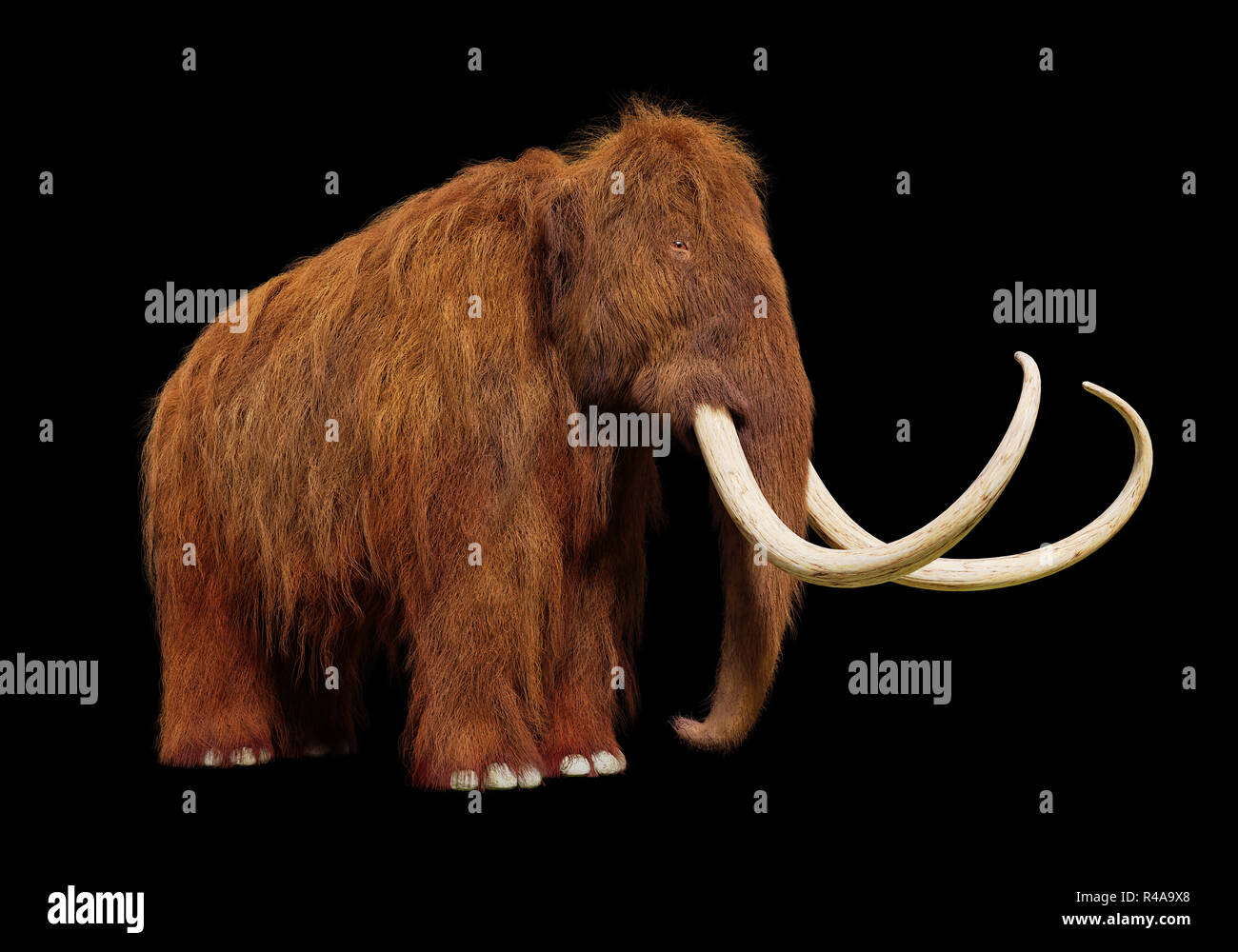 Mammuts, prähistorische Säugetier auf schwarzem Hintergrund Stockfoto
