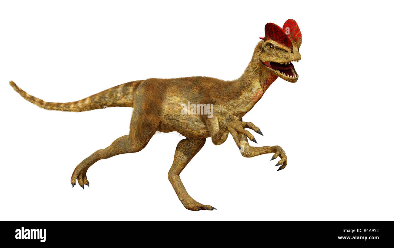 Dilophosaurus, theropode Saurier aus der frühen Kreidezeit (3D-Render auf weißem Hintergrund) Stockfoto